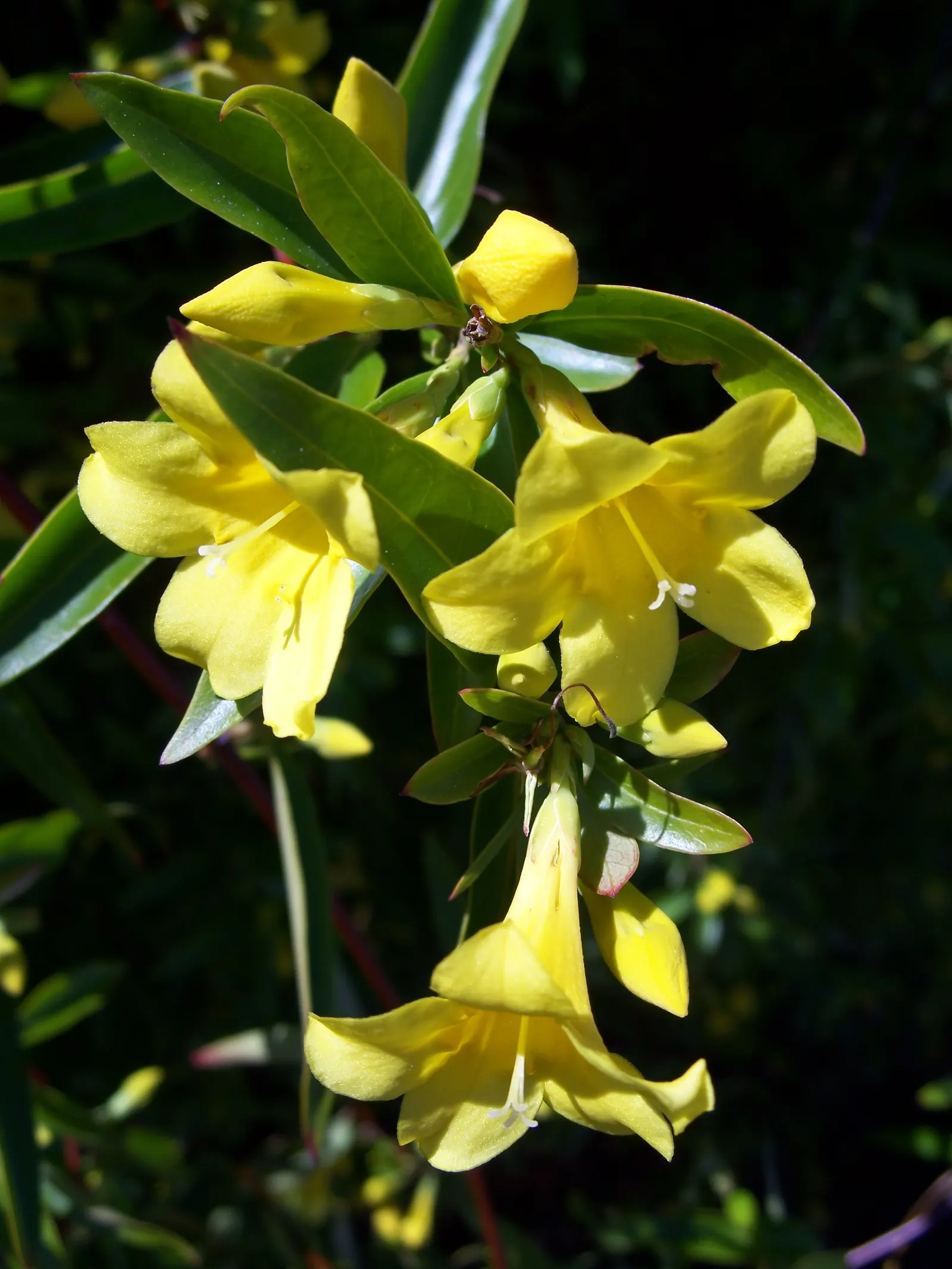 Carolina Jessamine (Gelsemium Sempervirens) — yellow flowers in the garden; is an exquisite evergreen vine known for its vigorous growth and stunning display