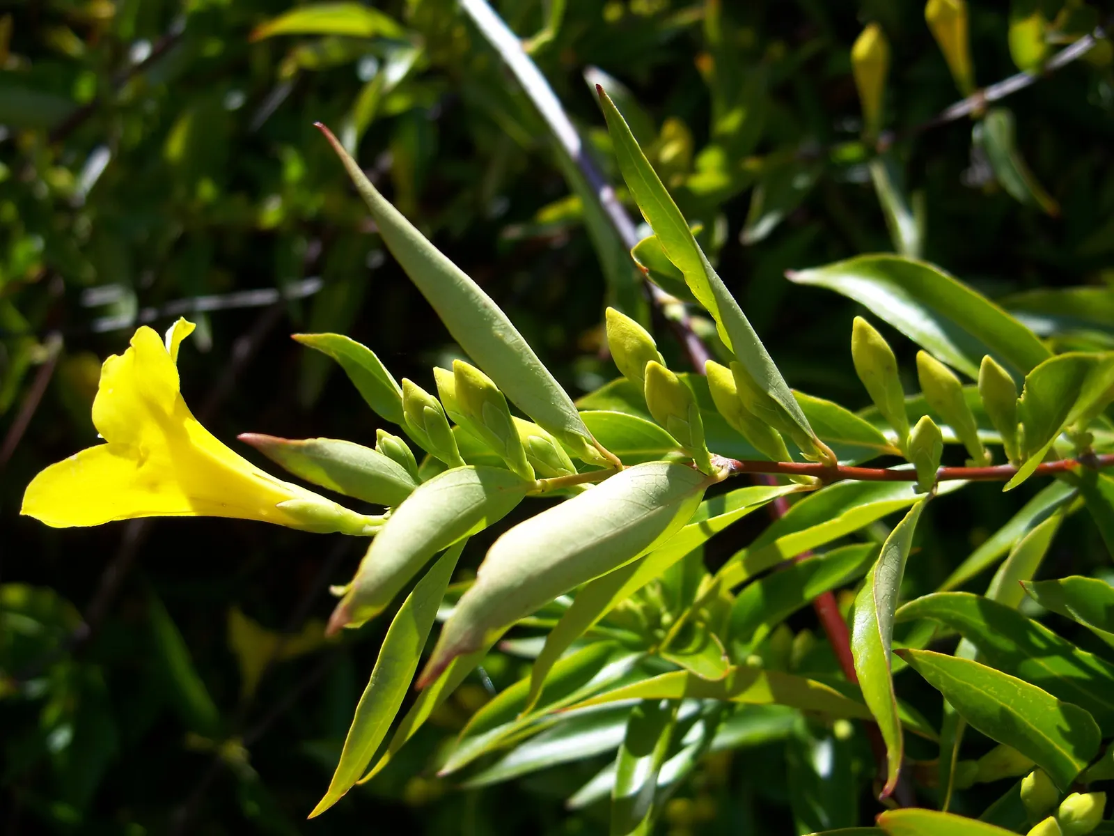 Carolina Jessamine (Gelsemium Sempervirens) — Gardeners should handle Gelsemium sempervirens with care; as an added benefit, once established, it is relatively