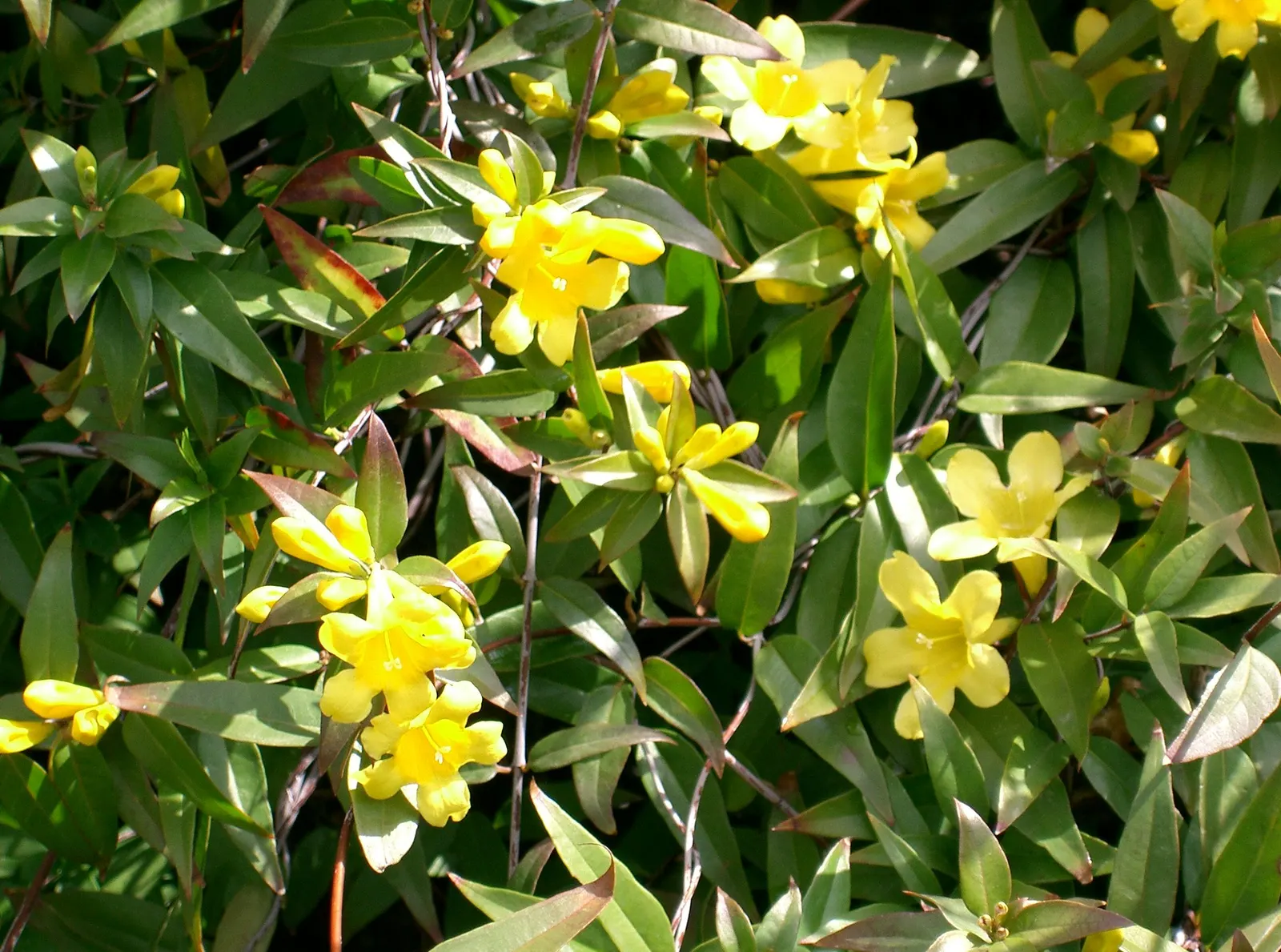 Carolina Jessamine (Gelsemium Sempervirens) — it is important to consider spacing; yellow flowers in the garden