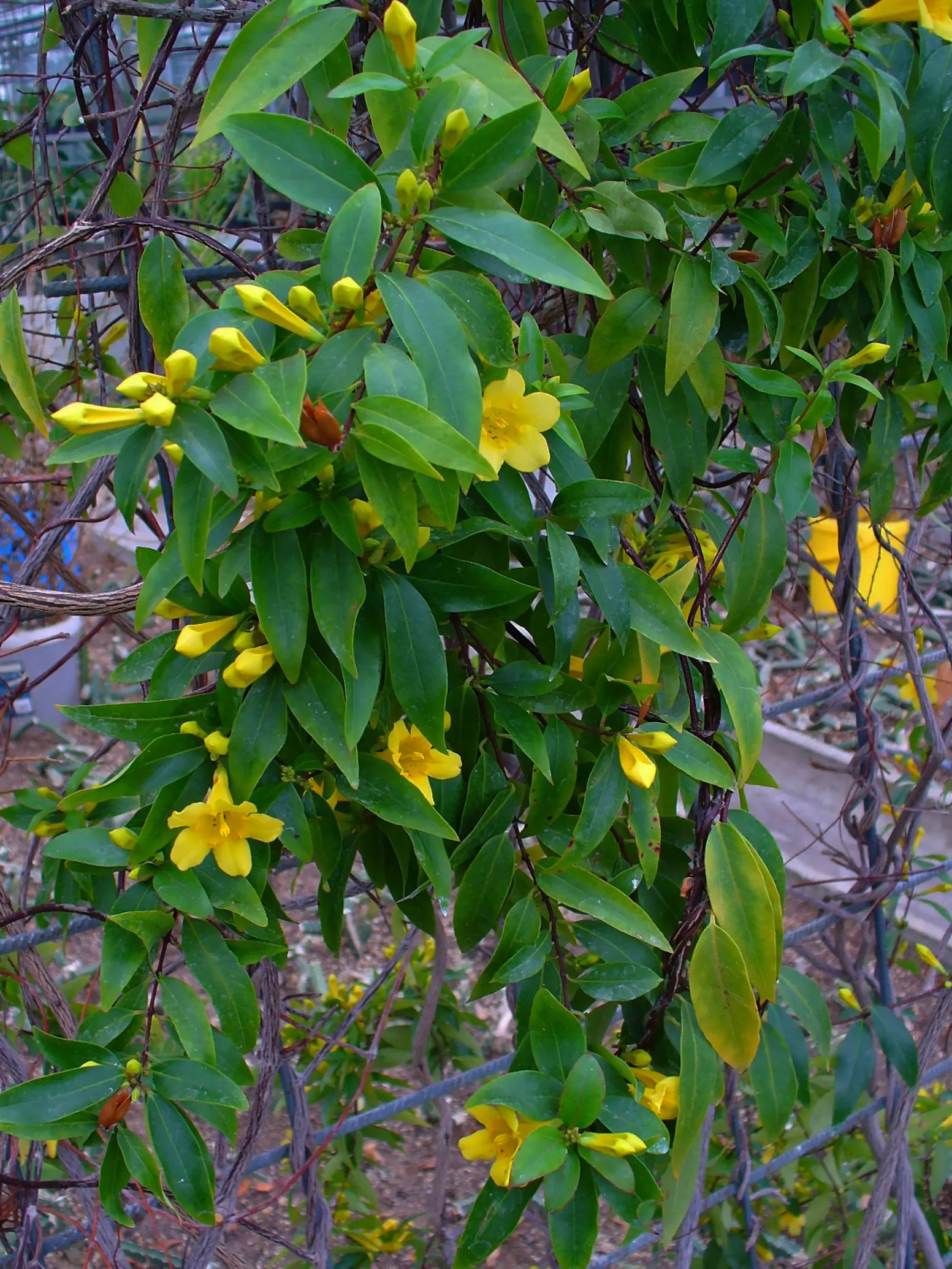 Carolina Jessamine (Gelsemium Sempervirens) — The trumpet-shaped blossoms are typically about 1 to 1.5 inches long and attract a variety of, image 38