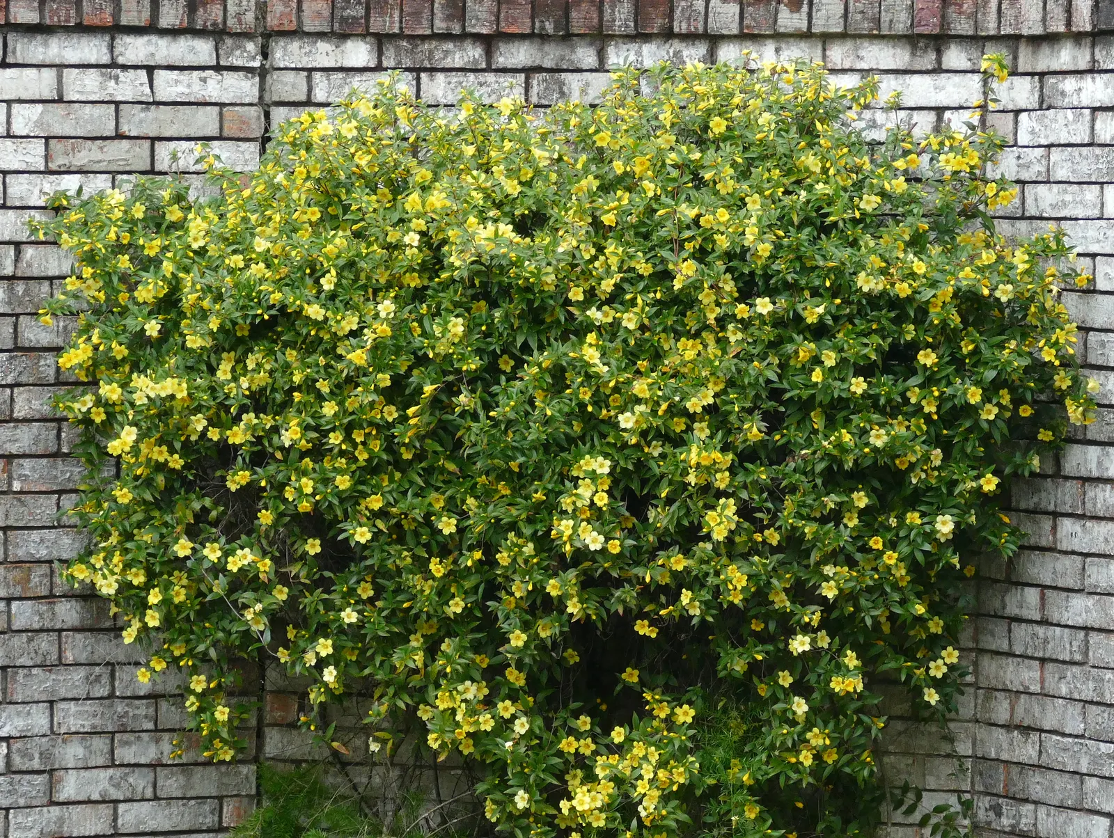 Carolina Jessamine (Gelsemium Sempervirens) — or arbor.<br><br>Growth requires exposure to full sun to partial shade; vine with yellow blooms