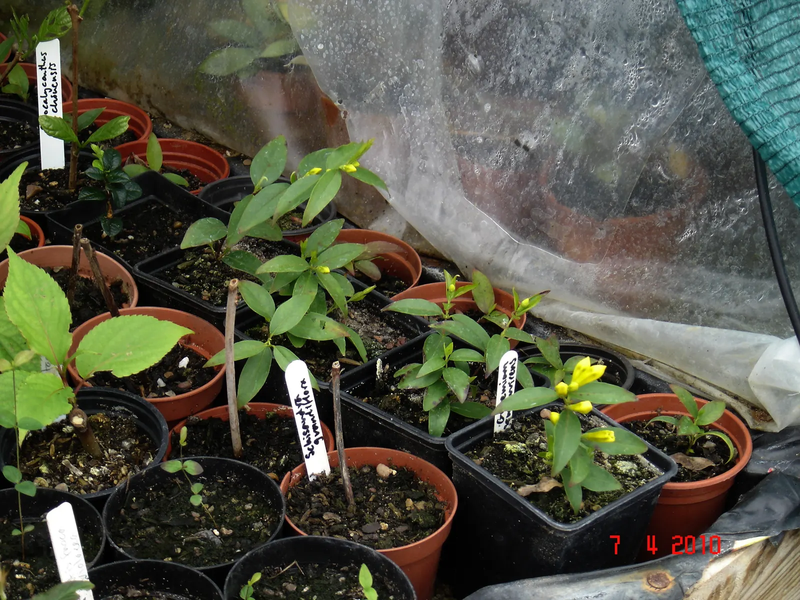 Carolina Jessamine (Gelsemium Sempervirens) — vine for full or half; making it an important consideration for landscapes frequented by children or pets