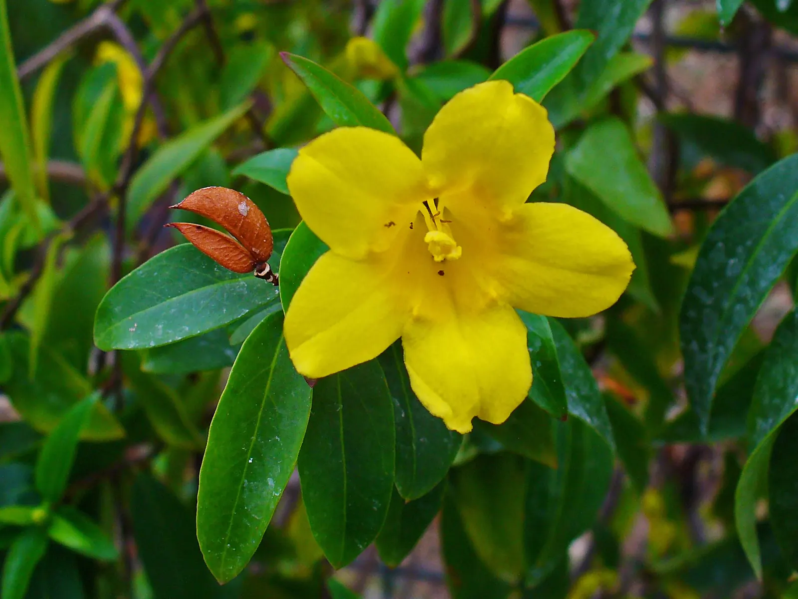 Carolina Jessamine (Gelsemium Sempervirens) — which measure 1 to 3 inches in length; bright yellow flowers that bloom profusely in late winter to early spring