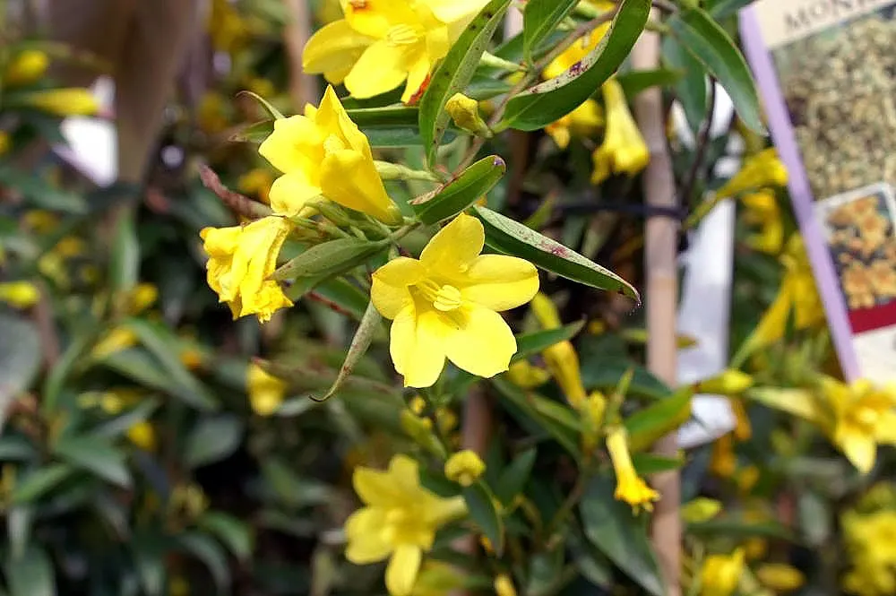 Carolina Jessamine (Gelsemium Sempervirens) — enhancing vertical structure with minimal maintenance; gardeners should handle Gelsemium sempervirens with care
