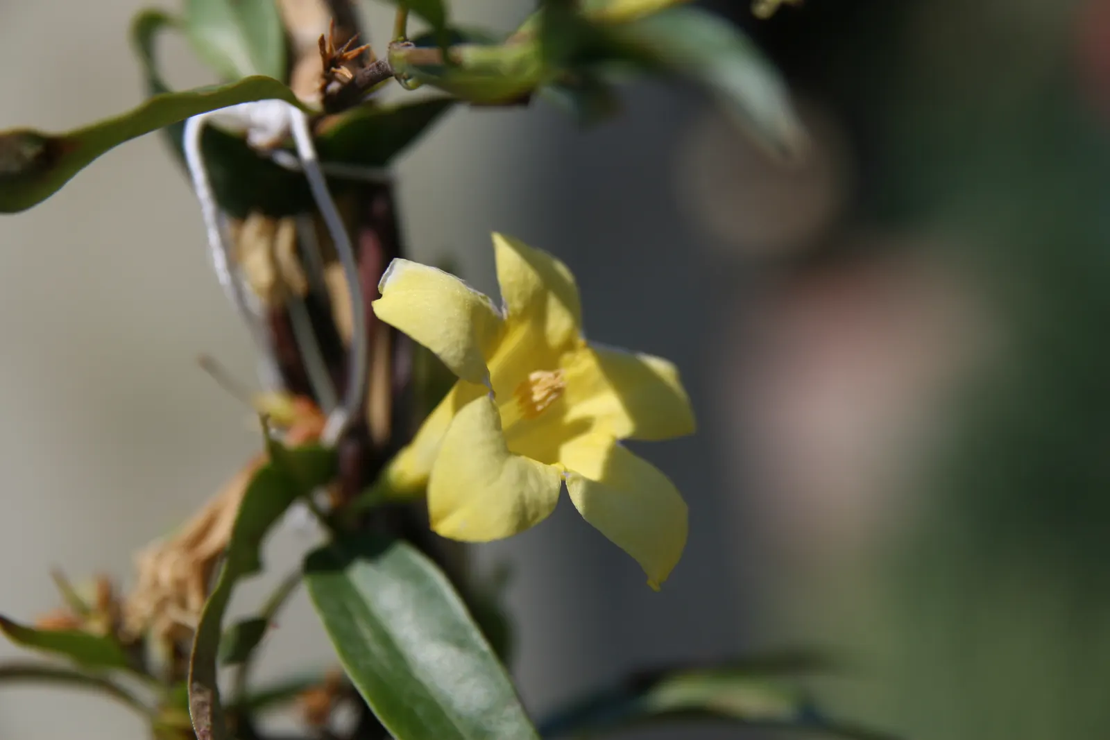 Carolina Jessamine (Gelsemium Sempervirens) — bright yellow flowers that bloom profusely in late winter to early spring; native to the southeastern United