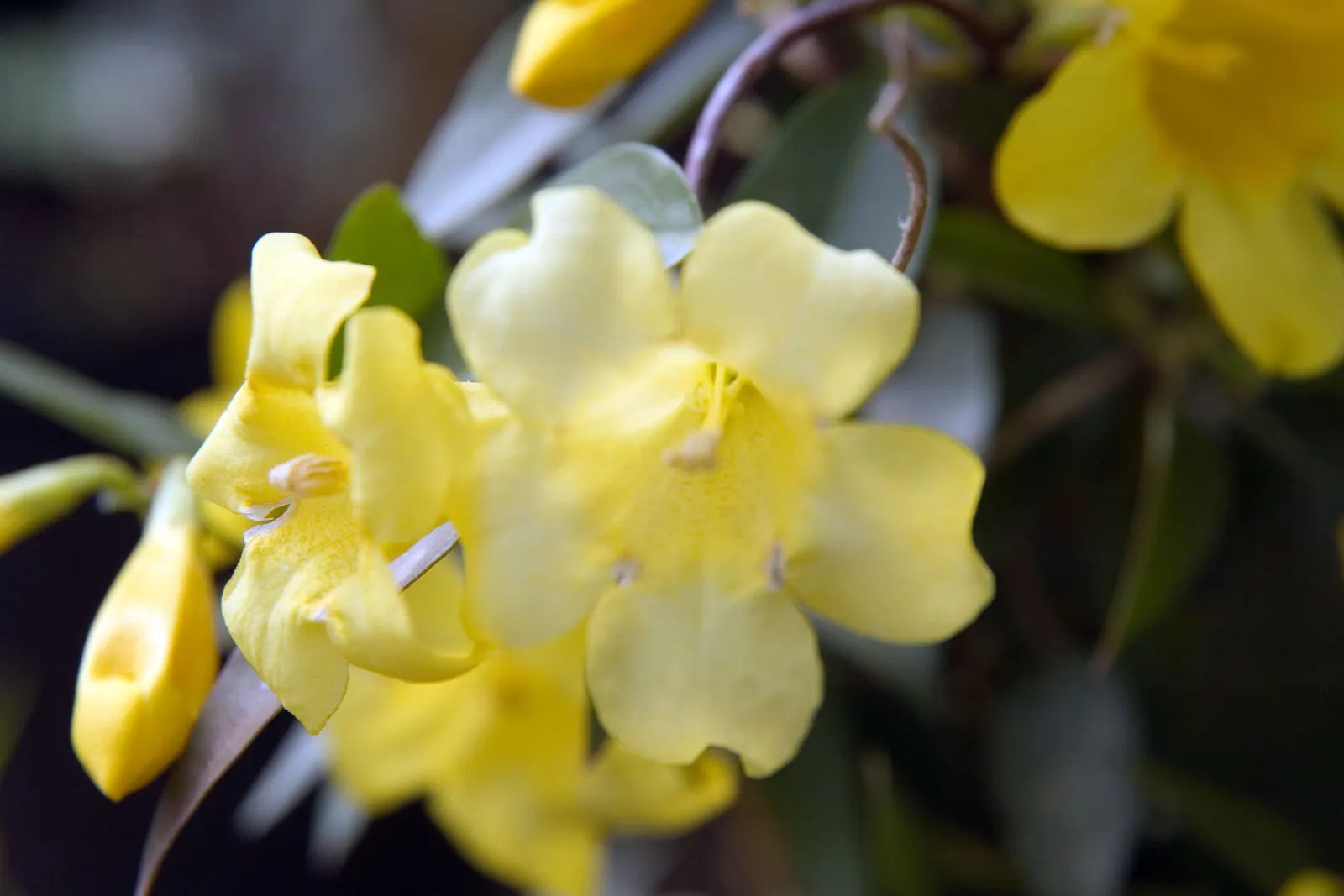 Carolina Jessamine (Gelsemium Sempervirens) — making it an important consideration for landscapes frequented by children or pets