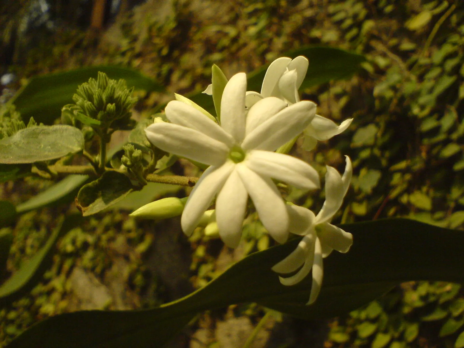 Carolina Jessamine (Gelsemium Sempervirens) — is an exquisite evergreen vine known for its vigorous growth and stunning display of fragrant; it, image 58