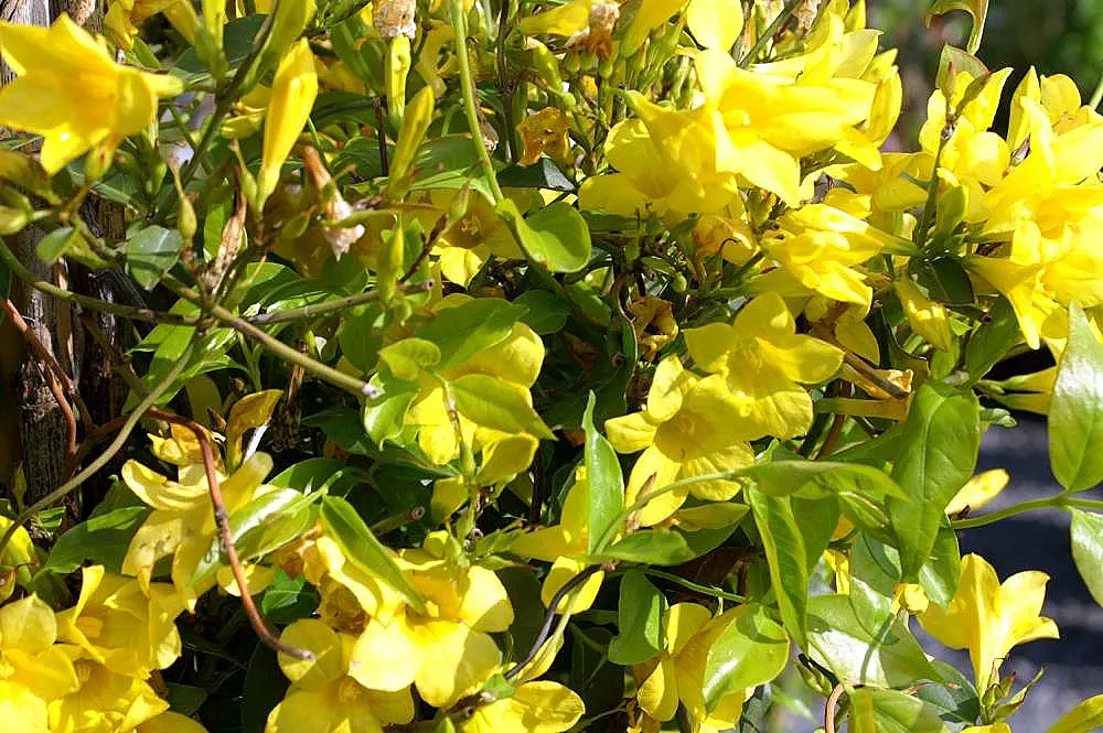 Carolina Jessamine (Gelsemium Sempervirens) — it can grow 10-20 feet in length and 3-6 feet wide; including bees and butterflies, image 56