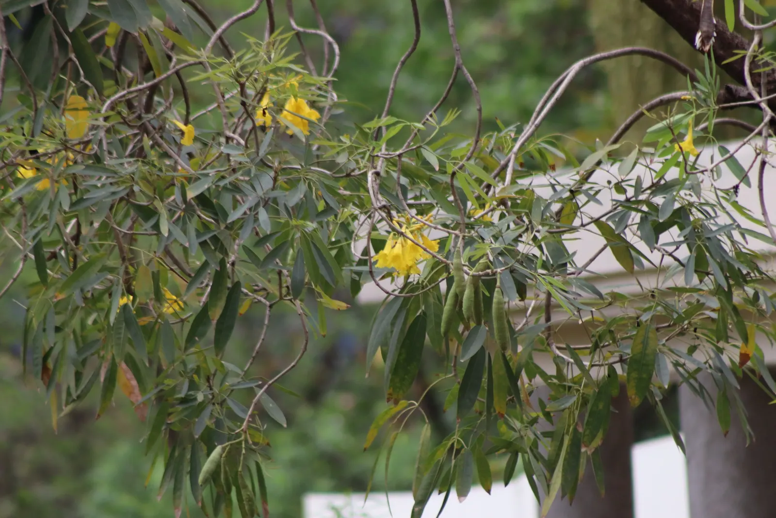Carolina Jessamine (Gelsemium Sempervirens) — Blossoms appear in late winter to early spring, offering a fragrant display; or arbor.<br><br>Growth, image 52