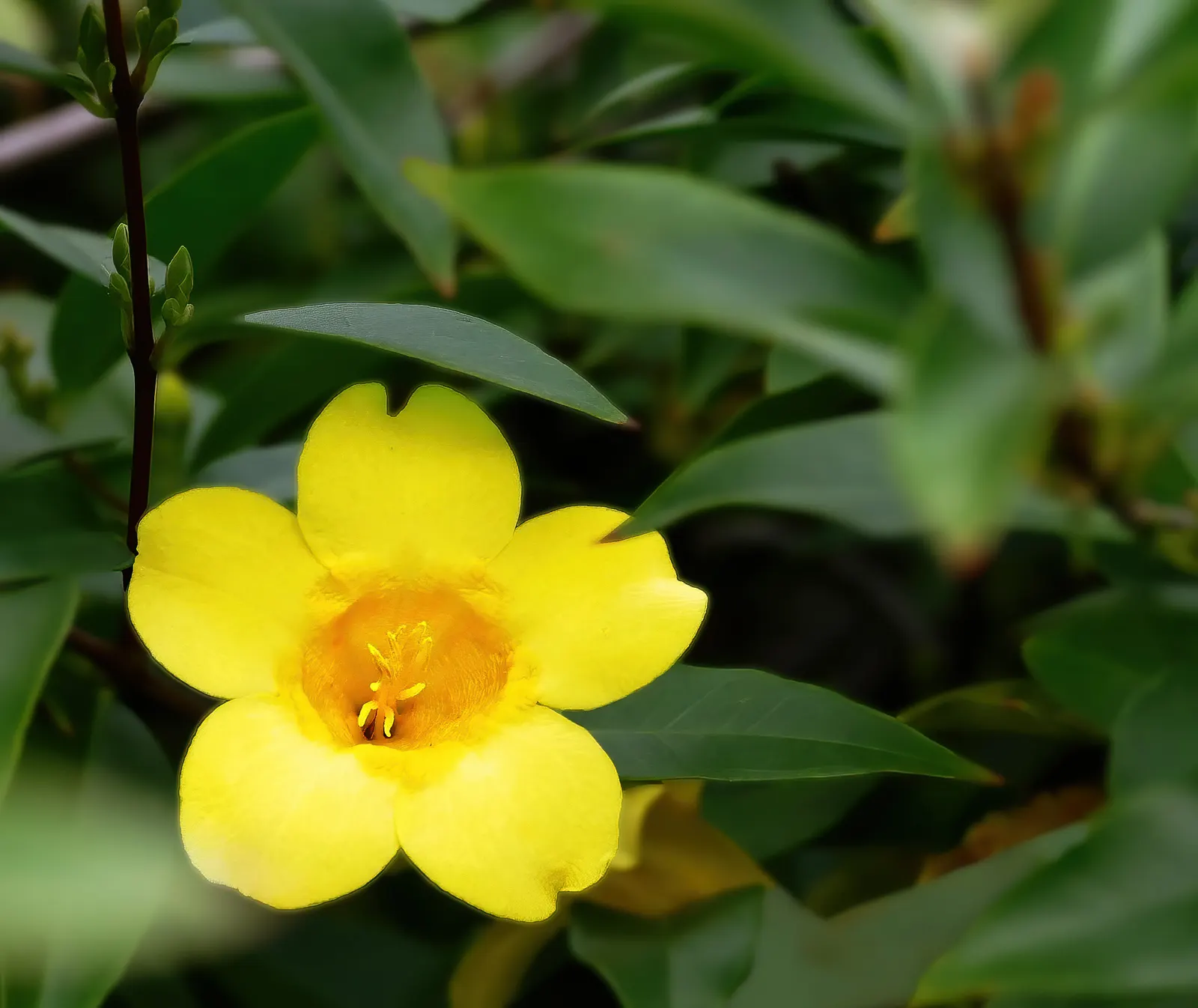 Carolina Jessamine (Gelsemium Sempervirens) — create a dense foliage year-round; which measure 1 to 3 inches in length