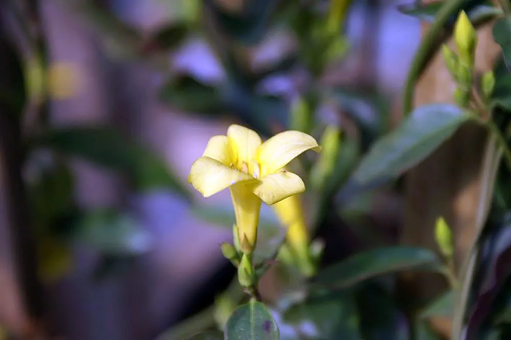Carolina Jessamine (Gelsemium Sempervirens) — Ideal for trellises or fences; enhancing vertical structure with minimal maintenance, image 55