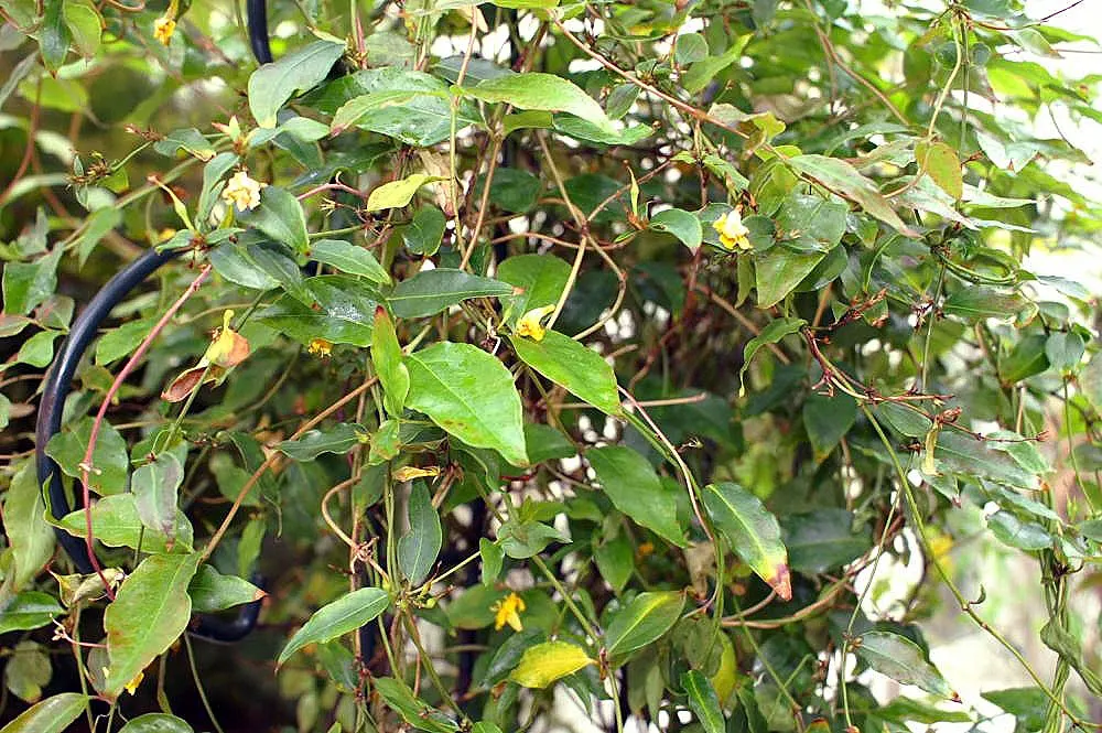 Carolina Jessamine (Gelsemium Sempervirens) — It thrives in full sun to partial shade and prefers well-drained soil; it is important to consider, image 53