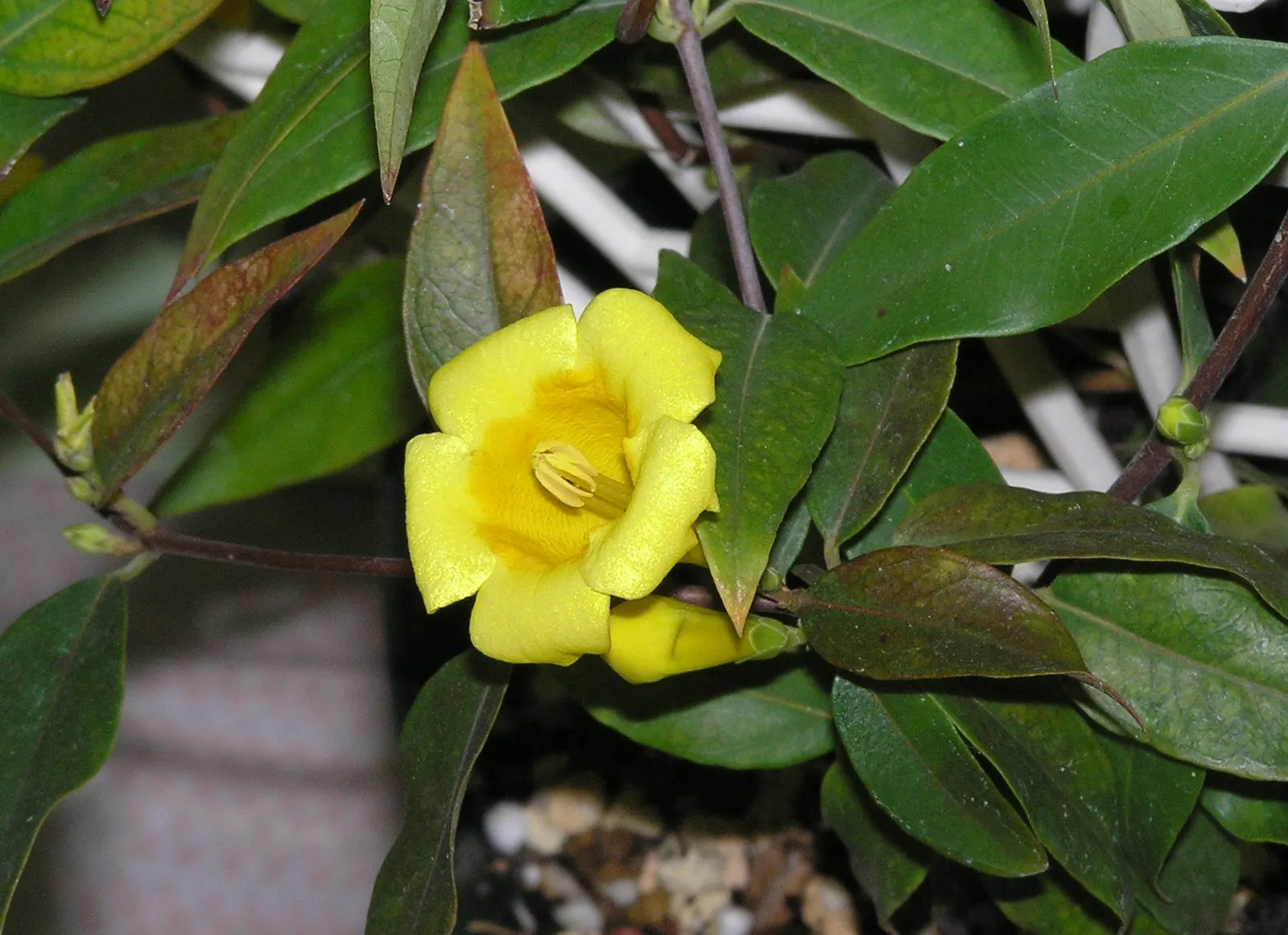 Carolina Jessamine (Gelsemium Sempervirens) — vine with yellow blooms; thereby enriching the garden with biodiversity