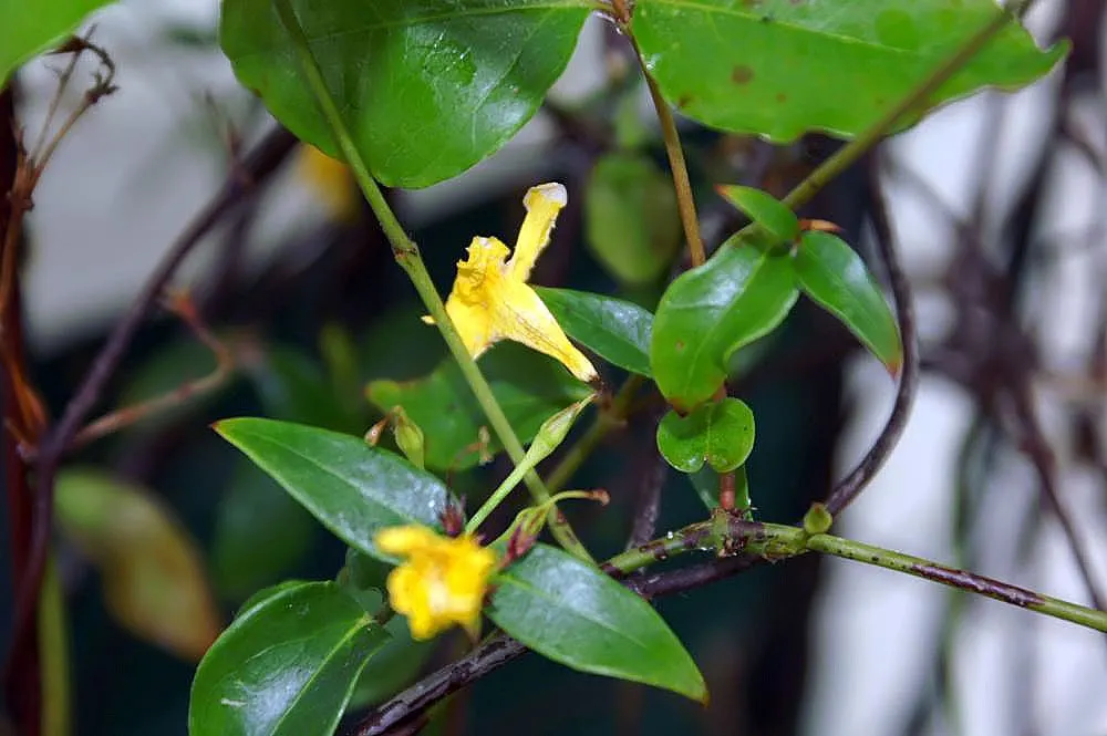 Carolina Jessamine (Gelsemium Sempervirens) — Once established, this USA-native plant is drought tolerant; vine for full or half, image 54