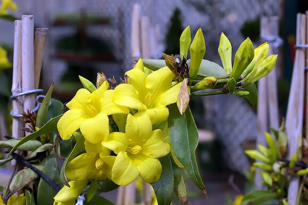 Carolina Jessamine (Gelsemium Sempervirens) — is an exquisite evergreen vine known for its vigorous growth and stunning display of fragrant; it thrives in full
