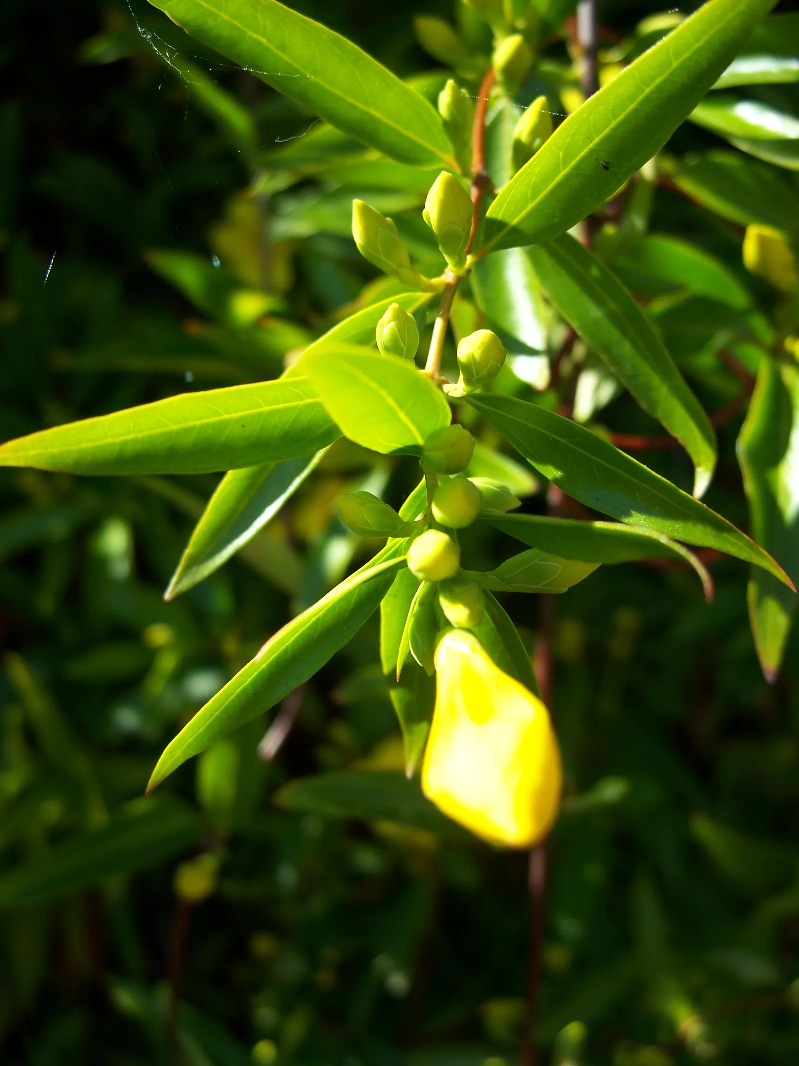 Carolina Jessamine (Gelsemium Sempervirens) — caution should be exercised because all parts of this plant; although the most abundant flowering occurs in