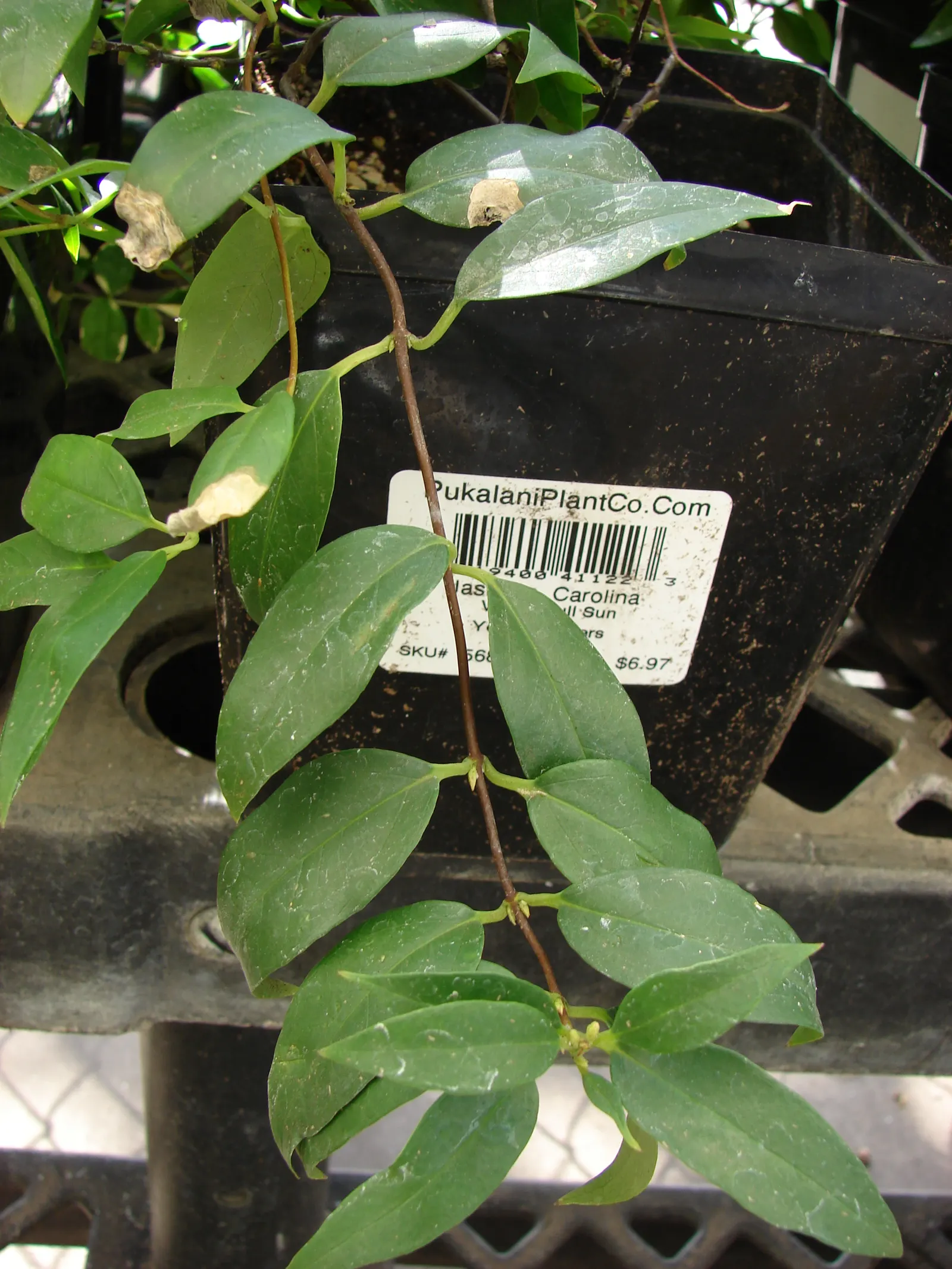 Carolina Jessamine (Gelsemium Sempervirens) — although the most abundant flowering occurs in sunnier spots