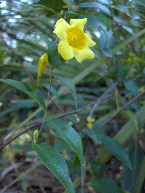 Carolina Jessamine (Gelsemium Sempervirens) — including bees and butterflies