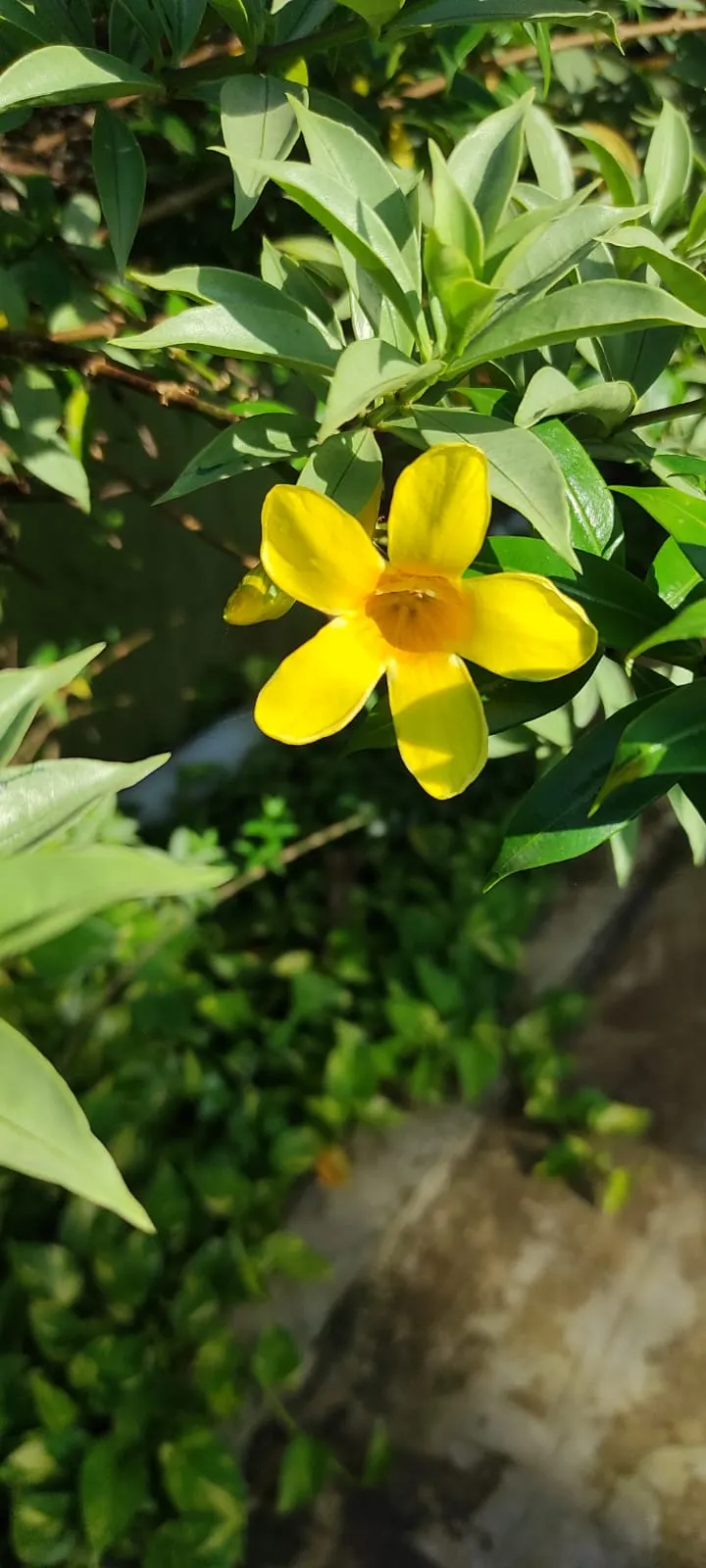 Carolina Jessamine (Gelsemium Sempervirens) — it can grow 10-20 feet in length and 3-6 feet wide; including bees and butterflies