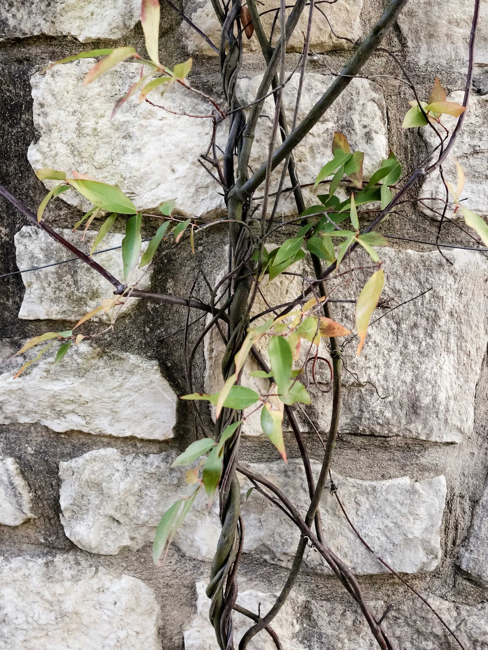Carolina Jessamine (Gelsemium Sempervirens) — which measure 1 to 3 inches in length