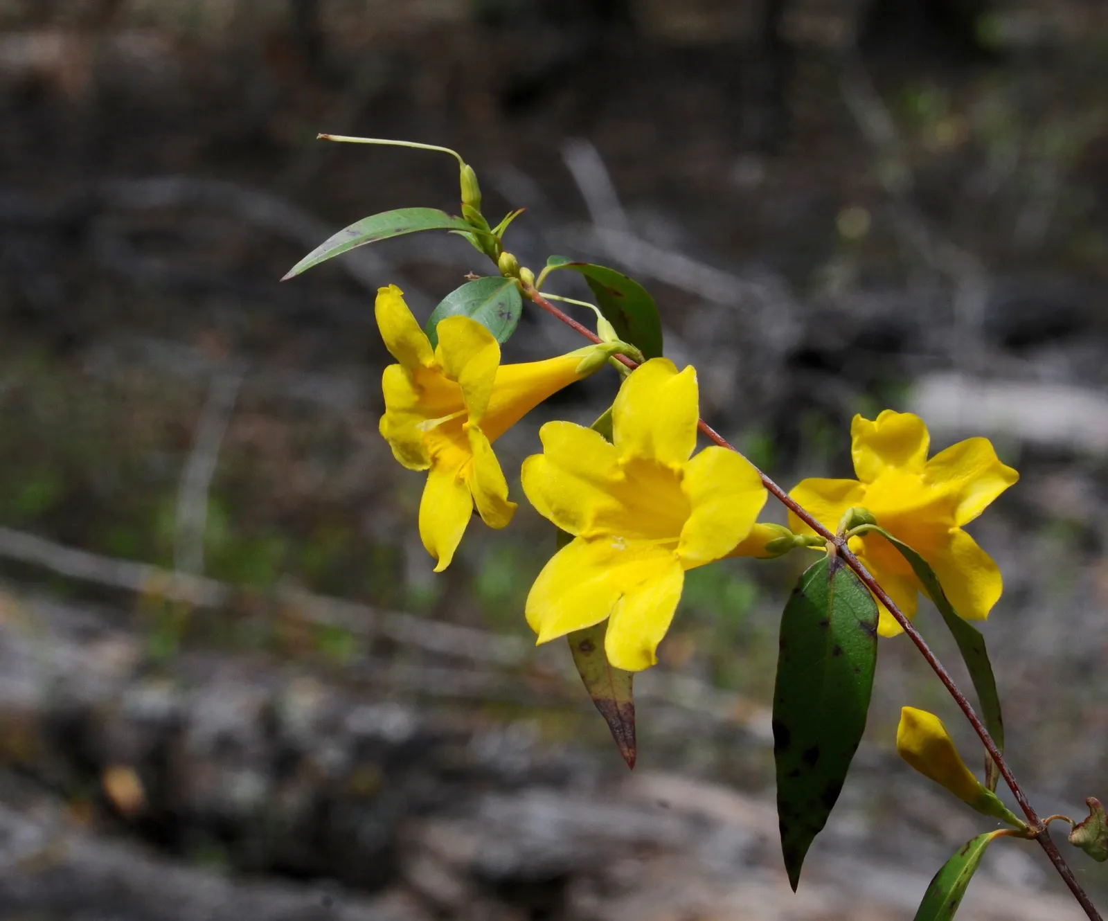 Carolina Jessamine (Gelsemium Sempervirens) — thereby enriching the garden with biodiversity