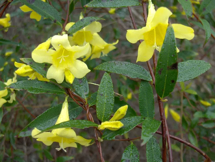 Carolina Jessamine (Gelsemium Sempervirens) — or arbor.<br><br>Growth requires exposure to full sun to partial shade