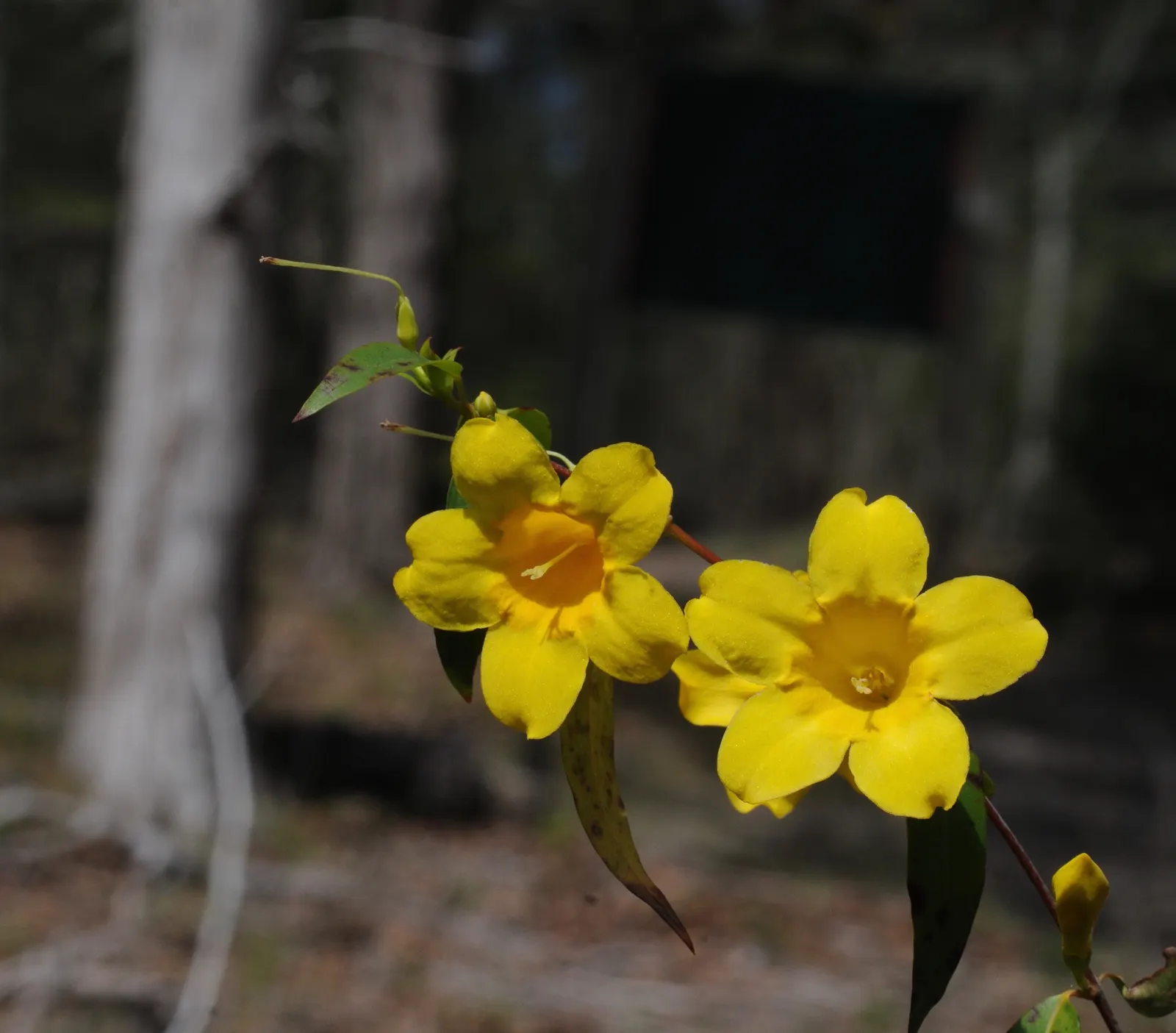 Carolina Jessamine (Gelsemium Sempervirens) — caution should be exercised because all parts of this plant