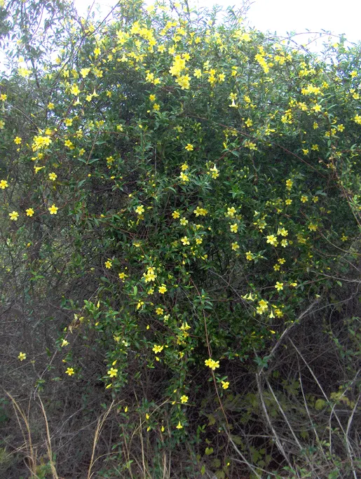 Carolina Jessamine (Gelsemium Sempervirens) — bright yellow flowers that bloom profusely in late winter to early spring