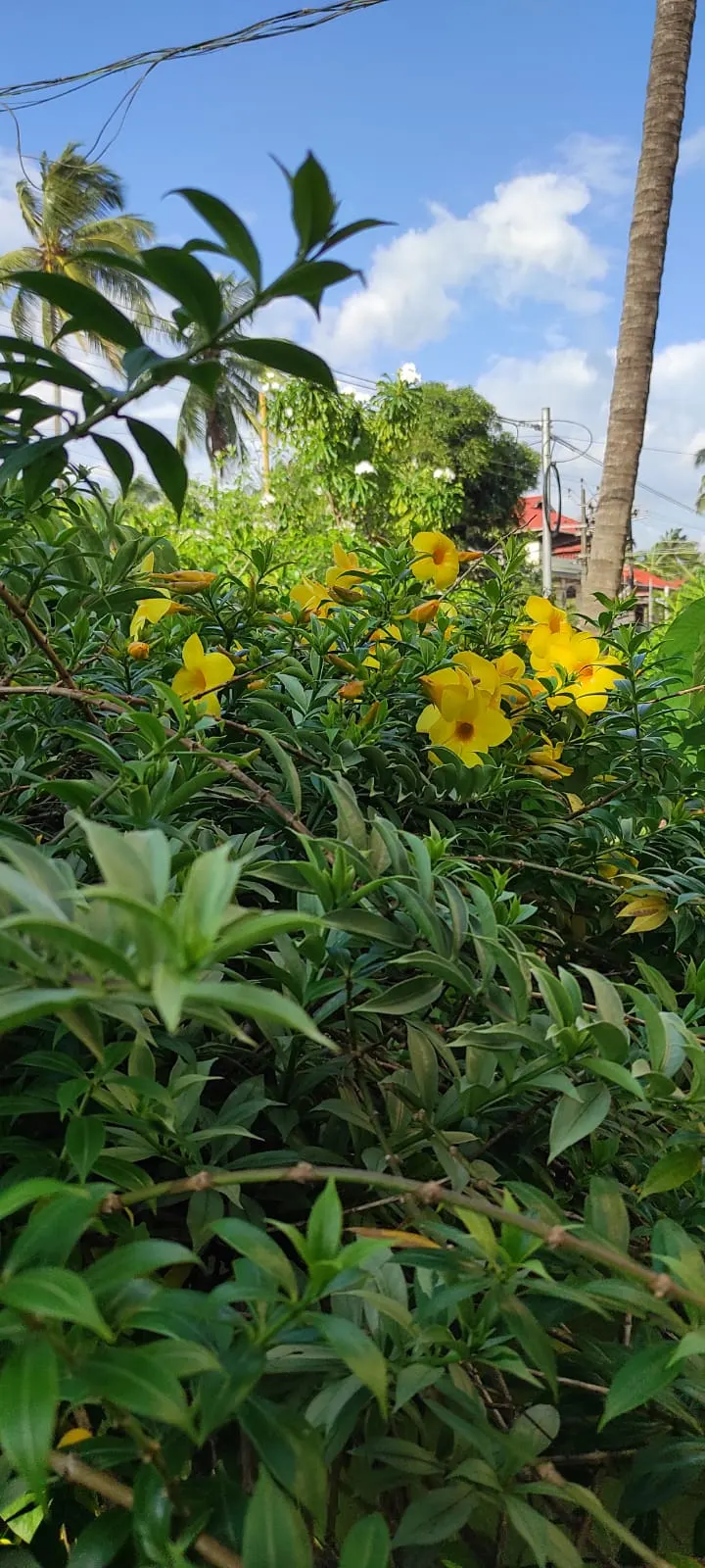 Carolina Jessamine (Gelsemium Sempervirens) — Once established, this USA-native plant is drought tolerant; vine for full or half