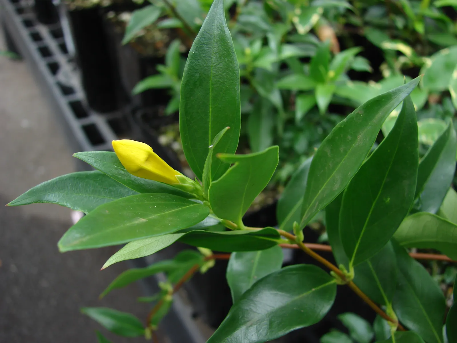 Carolina Jessamine (Gelsemium Sempervirens) — Ideal for trellises or fences; enhancing vertical structure with minimal maintenance