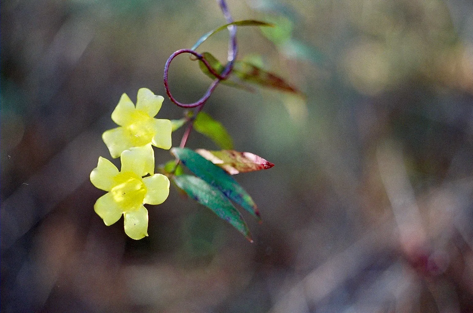 Carolina Jessamine (Gelsemium Sempervirens) — vine for full or half