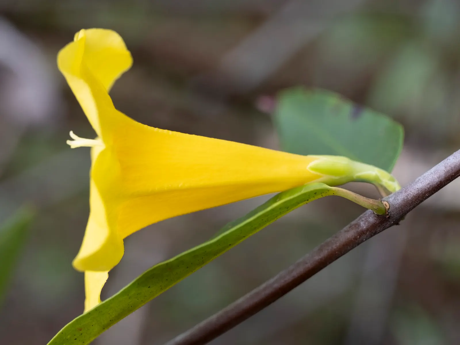 Carolina Jessamine (Gelsemium Sempervirens) — Gardeners should handle Gelsemium sempervirens with care