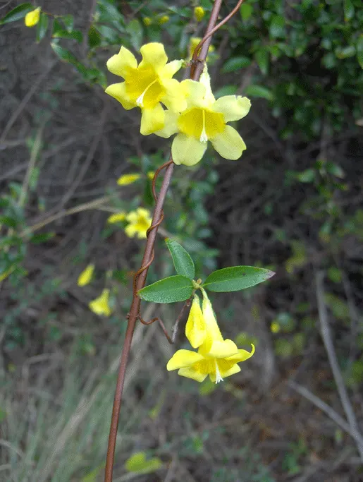Carolina Jessamine (Gelsemium Sempervirens) — Native to the southeastern United States