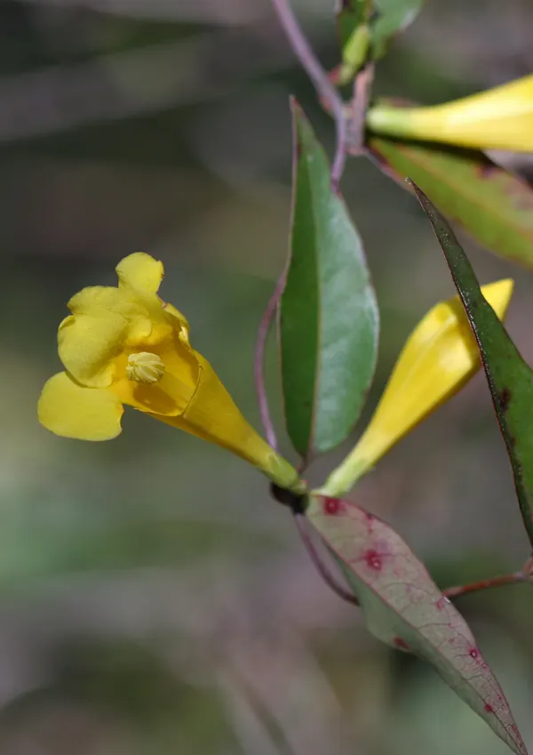 Carolina Jessamine (Gelsemium Sempervirens) — yellow flowers in the garden