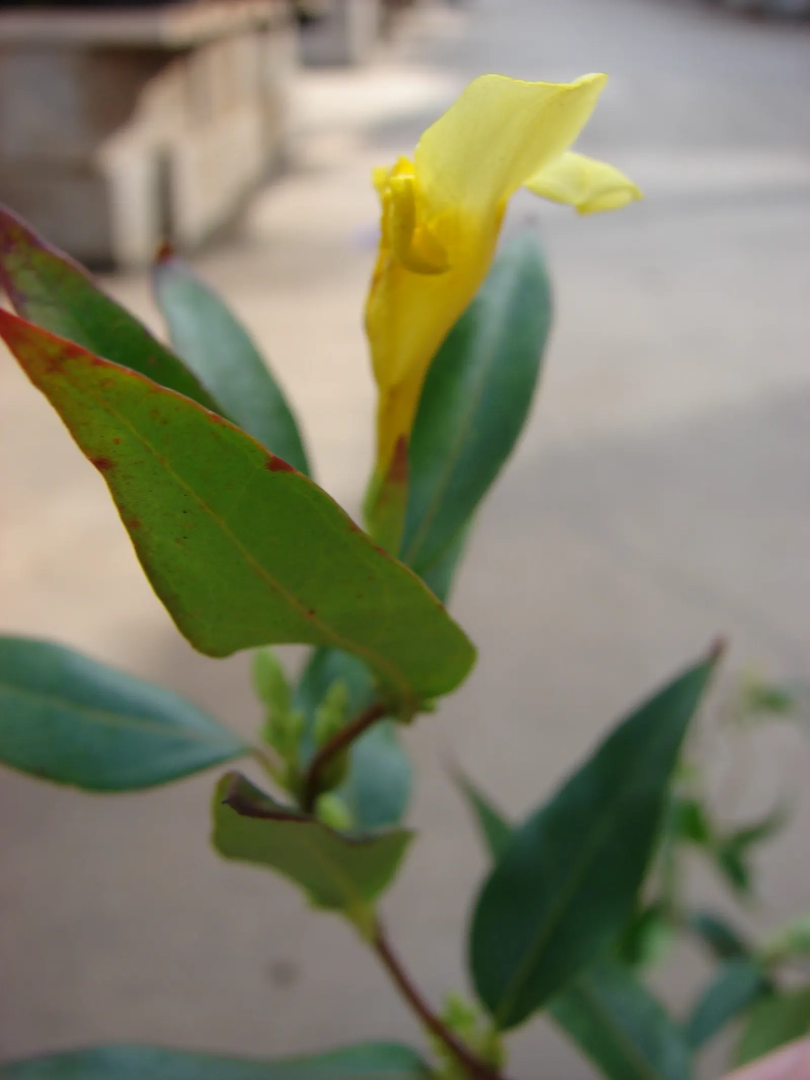 Carolina Jessamine (Gelsemium Sempervirens) — is an exquisite evergreen vine known for its vigorous growth and stunning display of fragrant