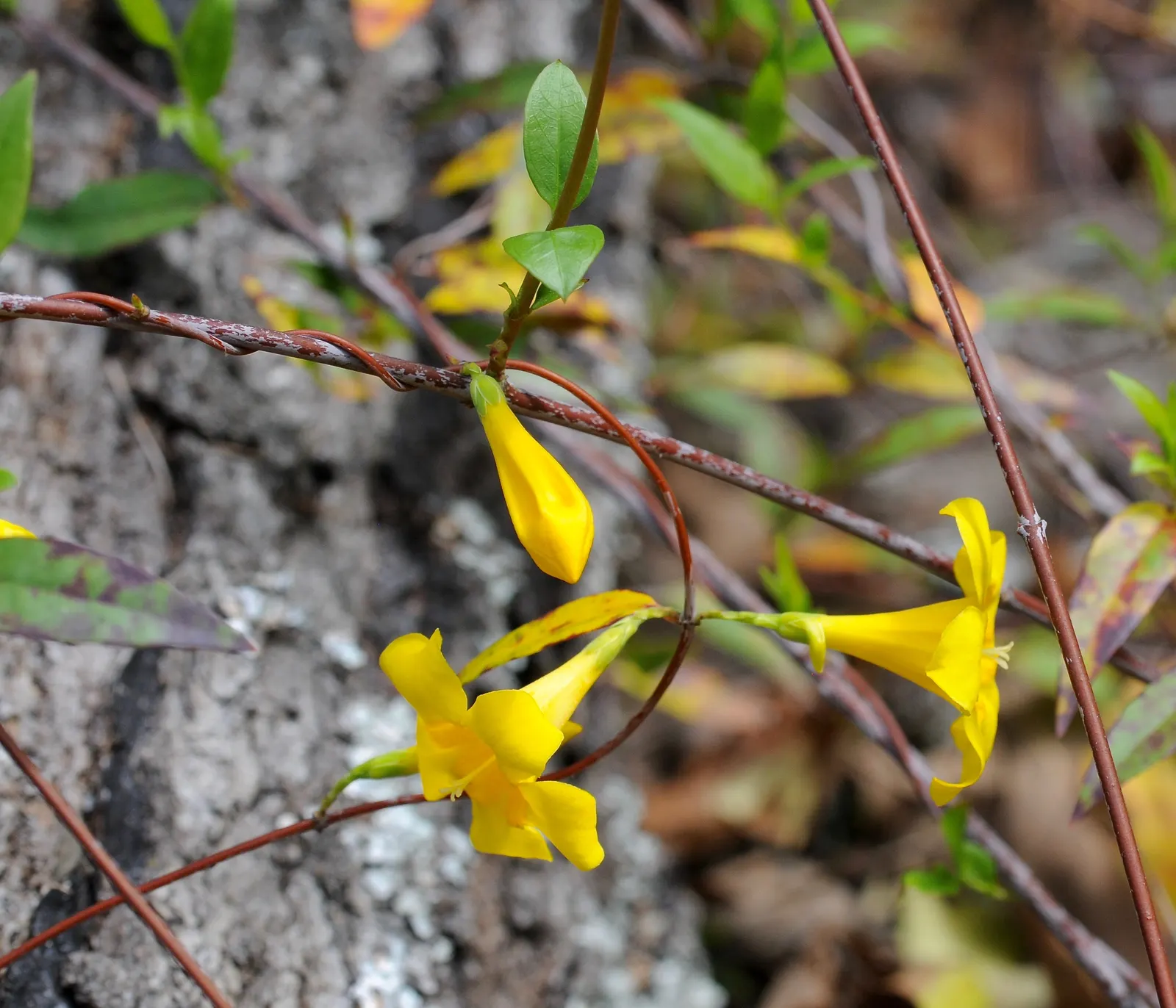 Carolina Jessamine (Gelsemium Sempervirens) — As an added benefit, once established, it is relatively drought tolerant, requiring only moderate watering