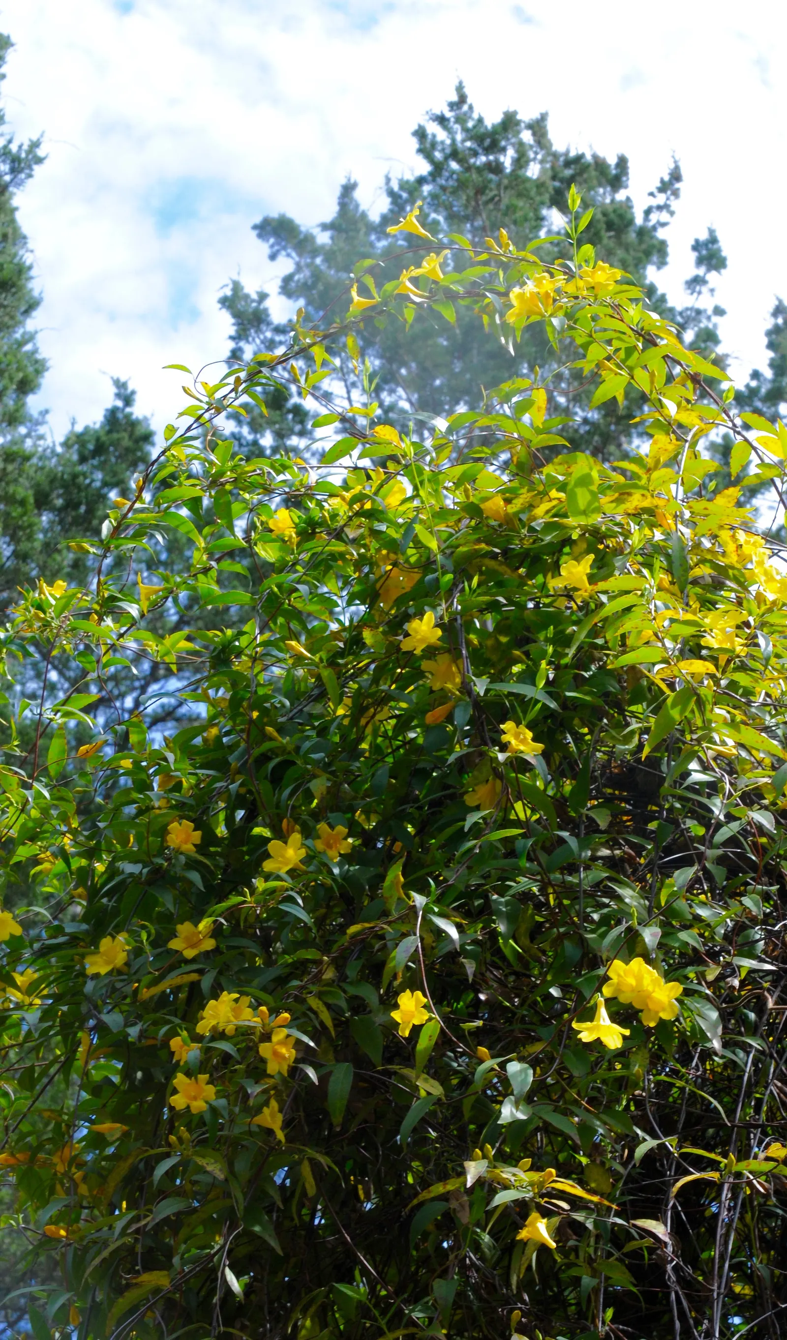 Carolina Jessamine (Gelsemium Sempervirens) — it is important to consider spacing