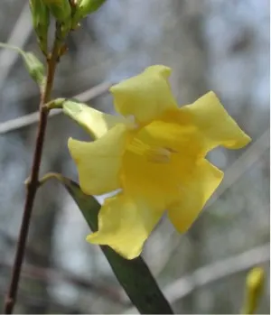 Carolina Jessamine (Gelsemium Sempervirens) — Ideal for trellises or fences