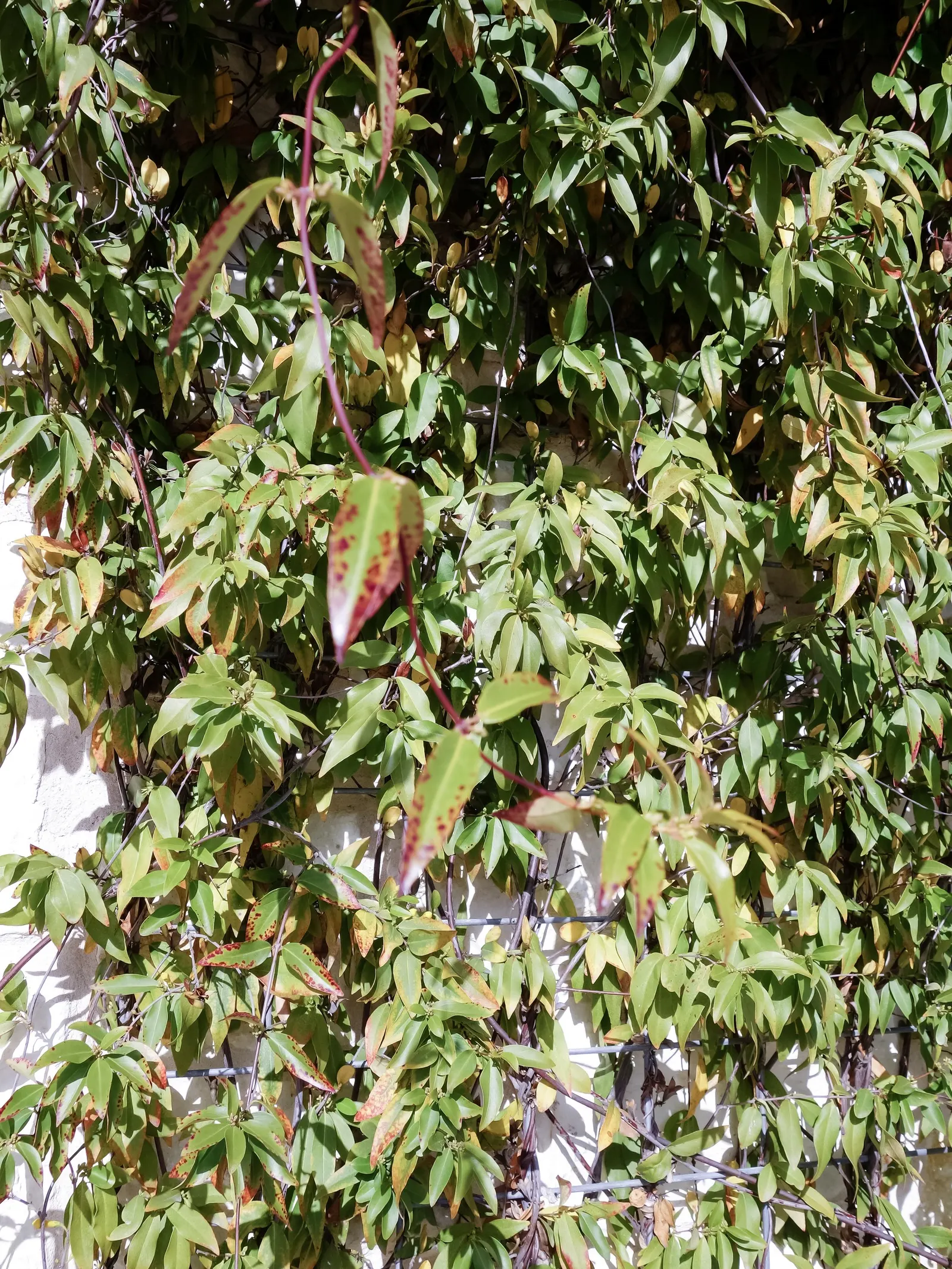 Carolina Jessamine (Gelsemium Sempervirens) — create a dense foliage year-round