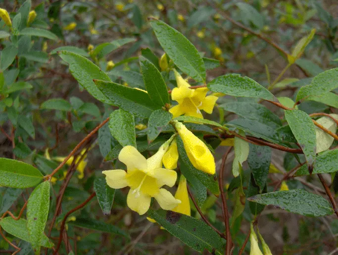 Carolina Jessamine (Gelsemium Sempervirens) — enhancing vertical structure with minimal maintenance