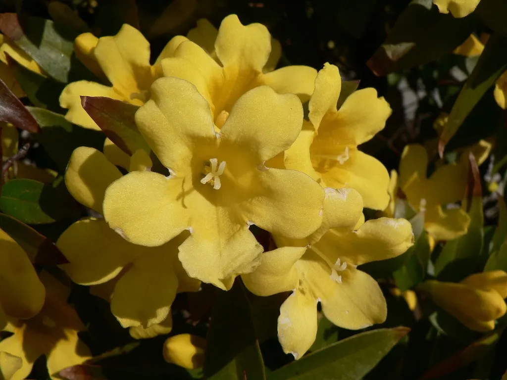 Carolina Jessamine (Gelsemium Sempervirens) — Carolina Jessamine (Gelsemium sempervirens) is an evergreen vine valued for its vibrant trumpet-shaped