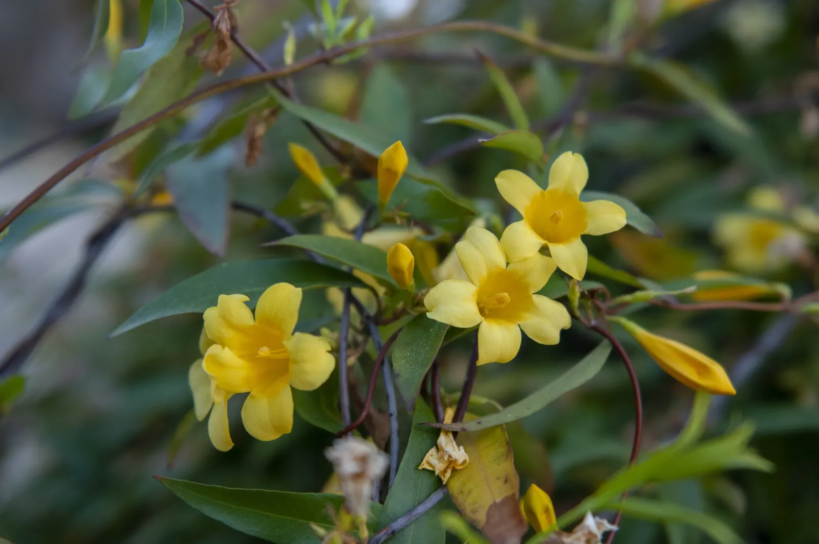 Carolina Jessamine (Gelsemium Sempervirens) — it can grow 10-20 feet in length and 3-6 feet wide