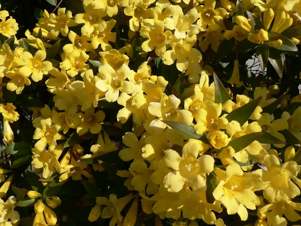 Carolina Jessamine (Gelsemium Sempervirens) — Blossoms appear in late winter to early spring, offering a fragrant display