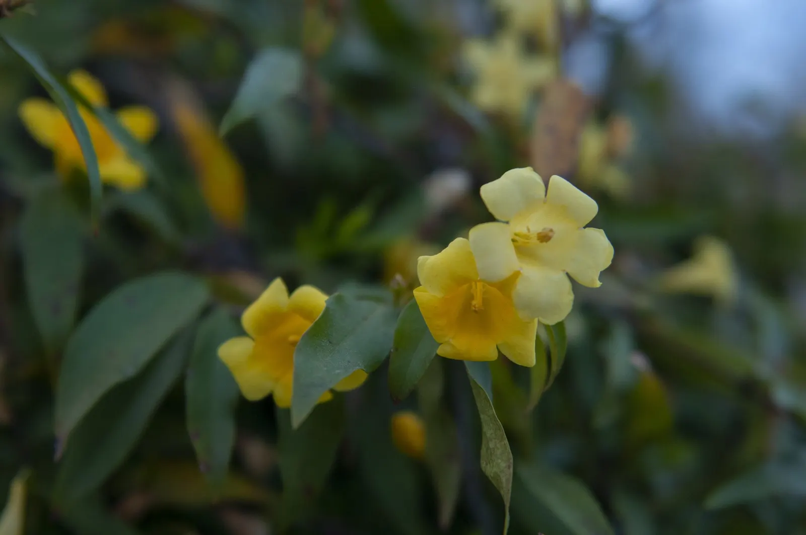 Carolina Jessamine (Gelsemium Sempervirens) — It thrives in full sun to partial shade and prefers well-drained soil