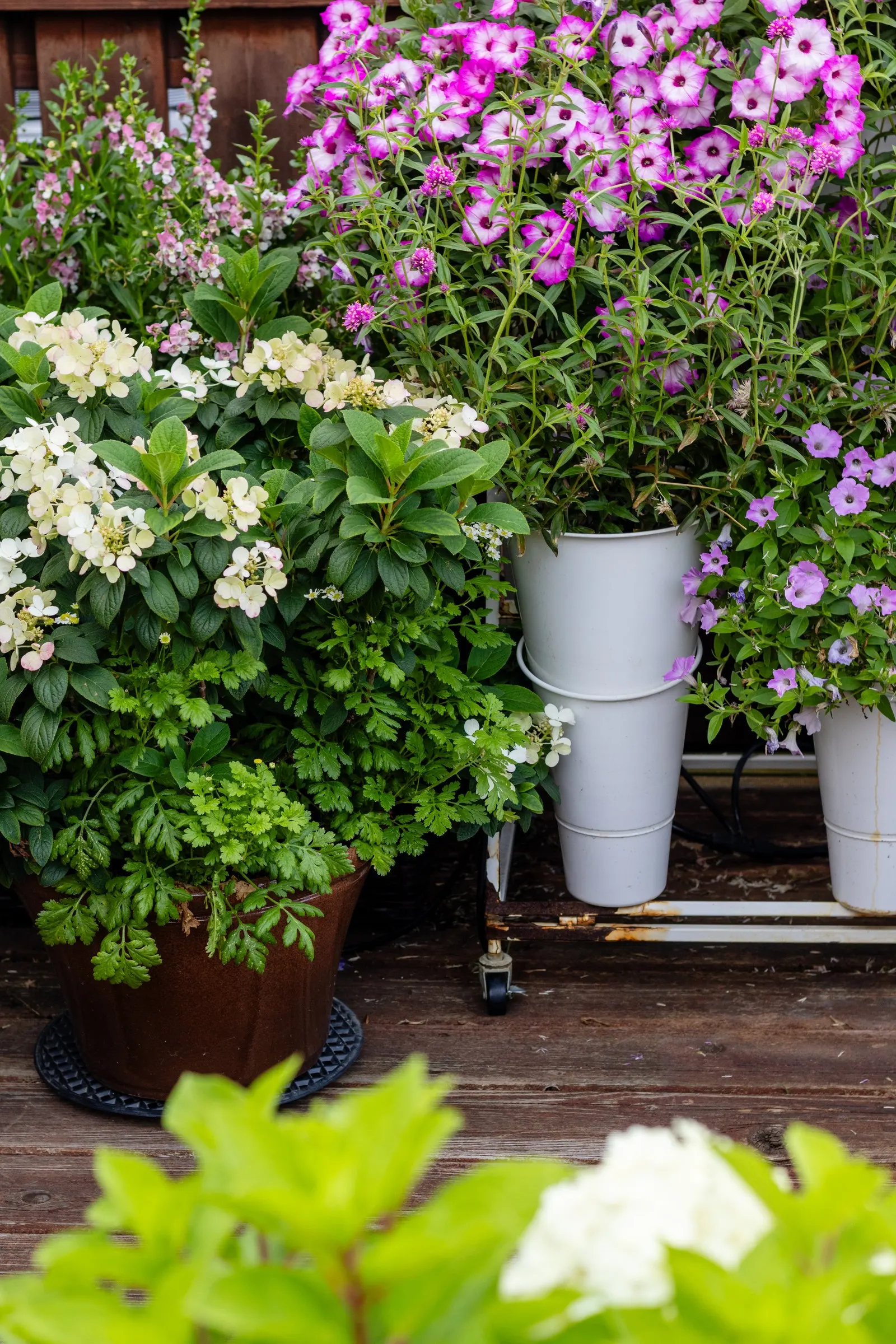 Pink Tiara™ petunia — Its medium to large blooms glow in a princess-pink shade