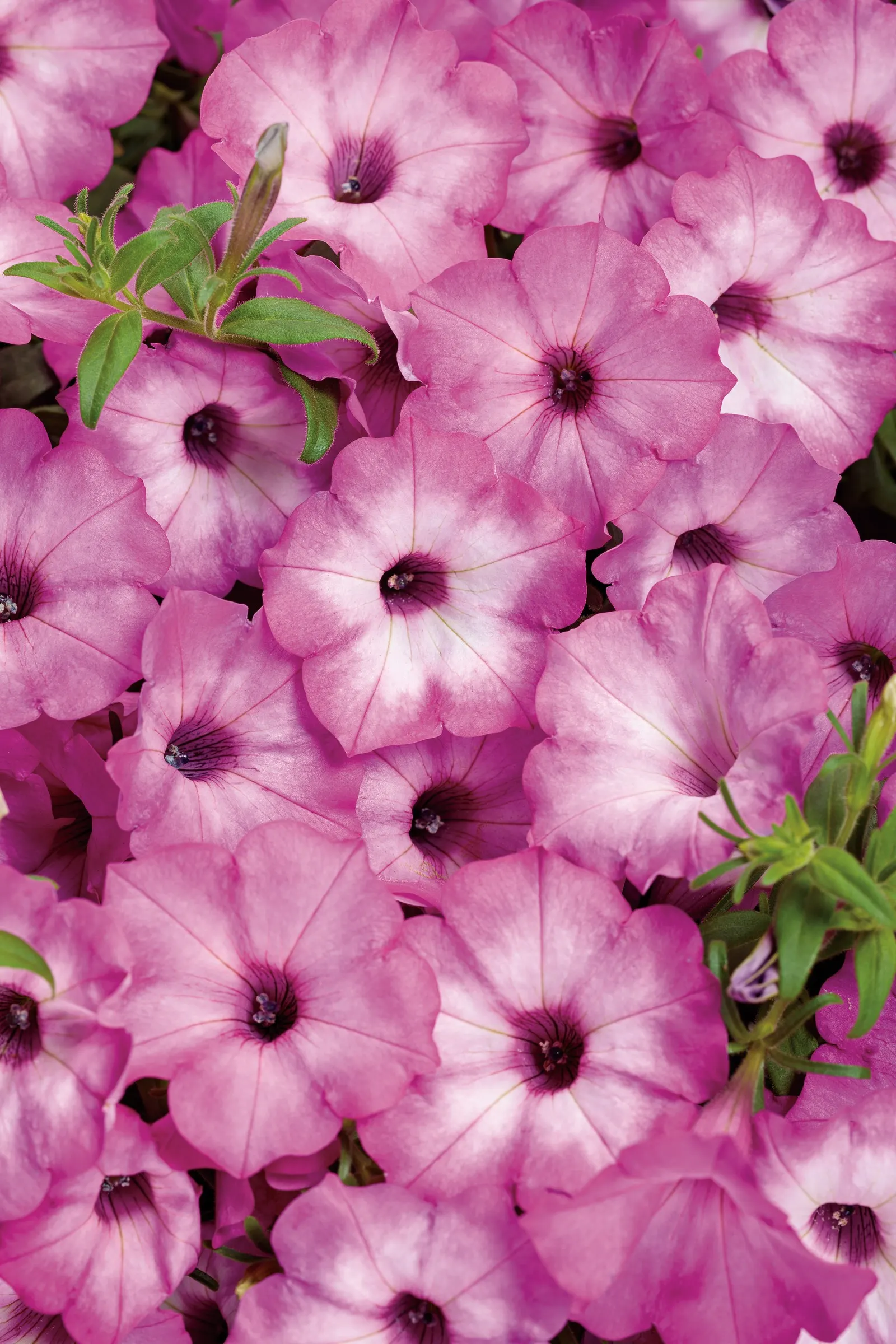 Pink Tiara™ petunia — It also works beautifully near the front of beds, as edging, in mass plantings, or as a seasonal groundcover