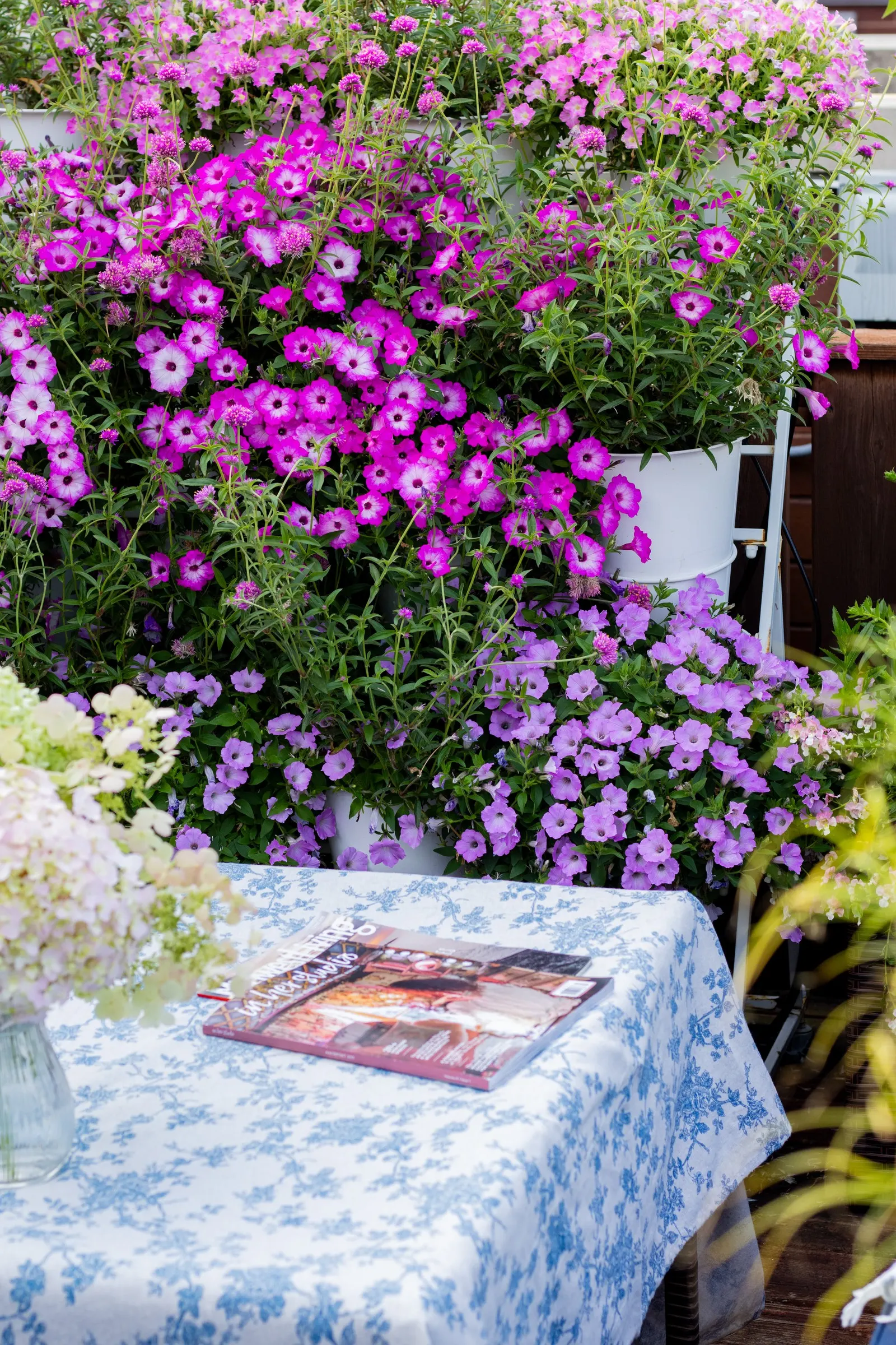 Pink Tiara™ petunia — Set against fresh green foliage
