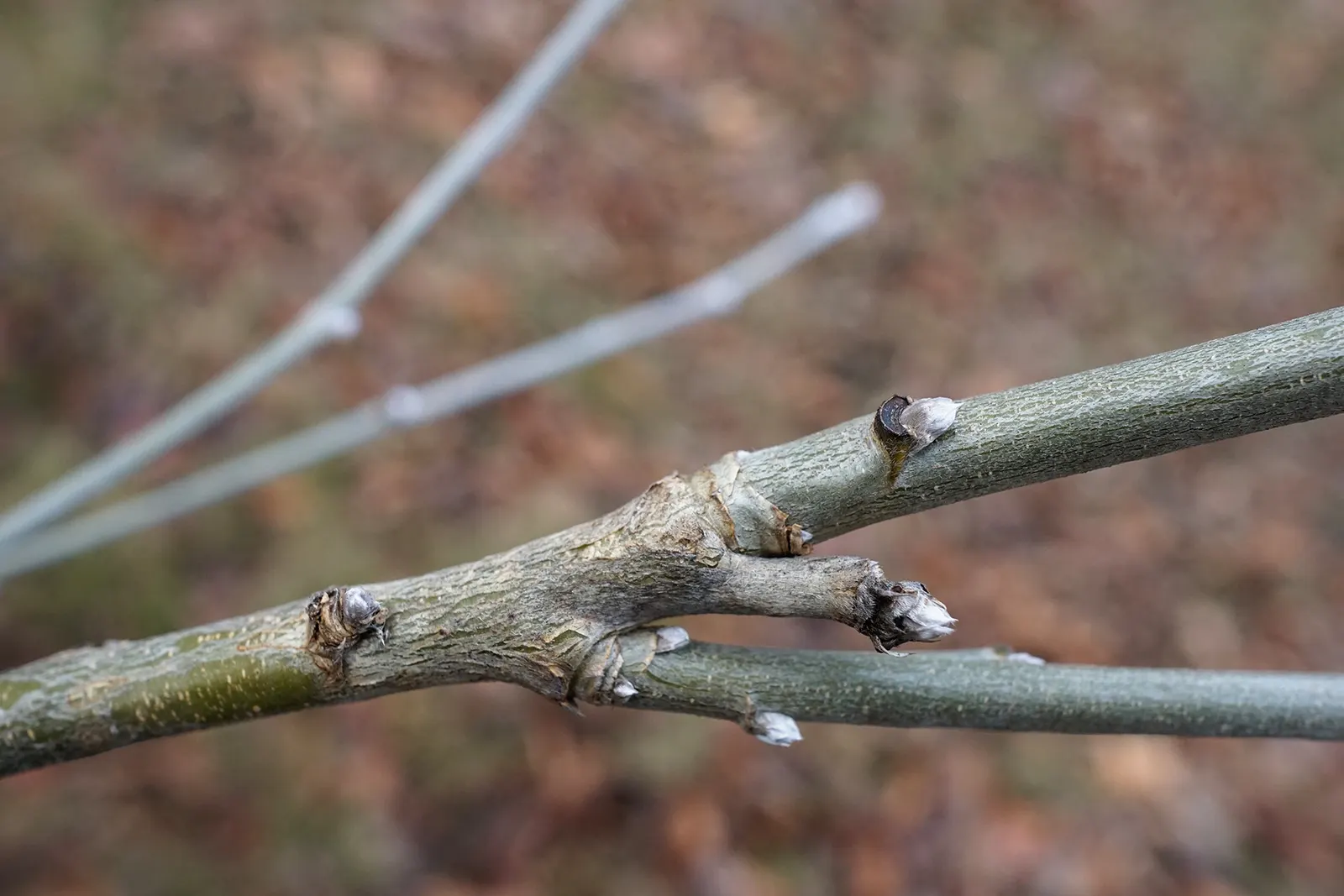 Scotch Laburnum (Laburnum Alpinum) — scientifically known as Laburnum alpinum; while relatively low maintenance, image 51