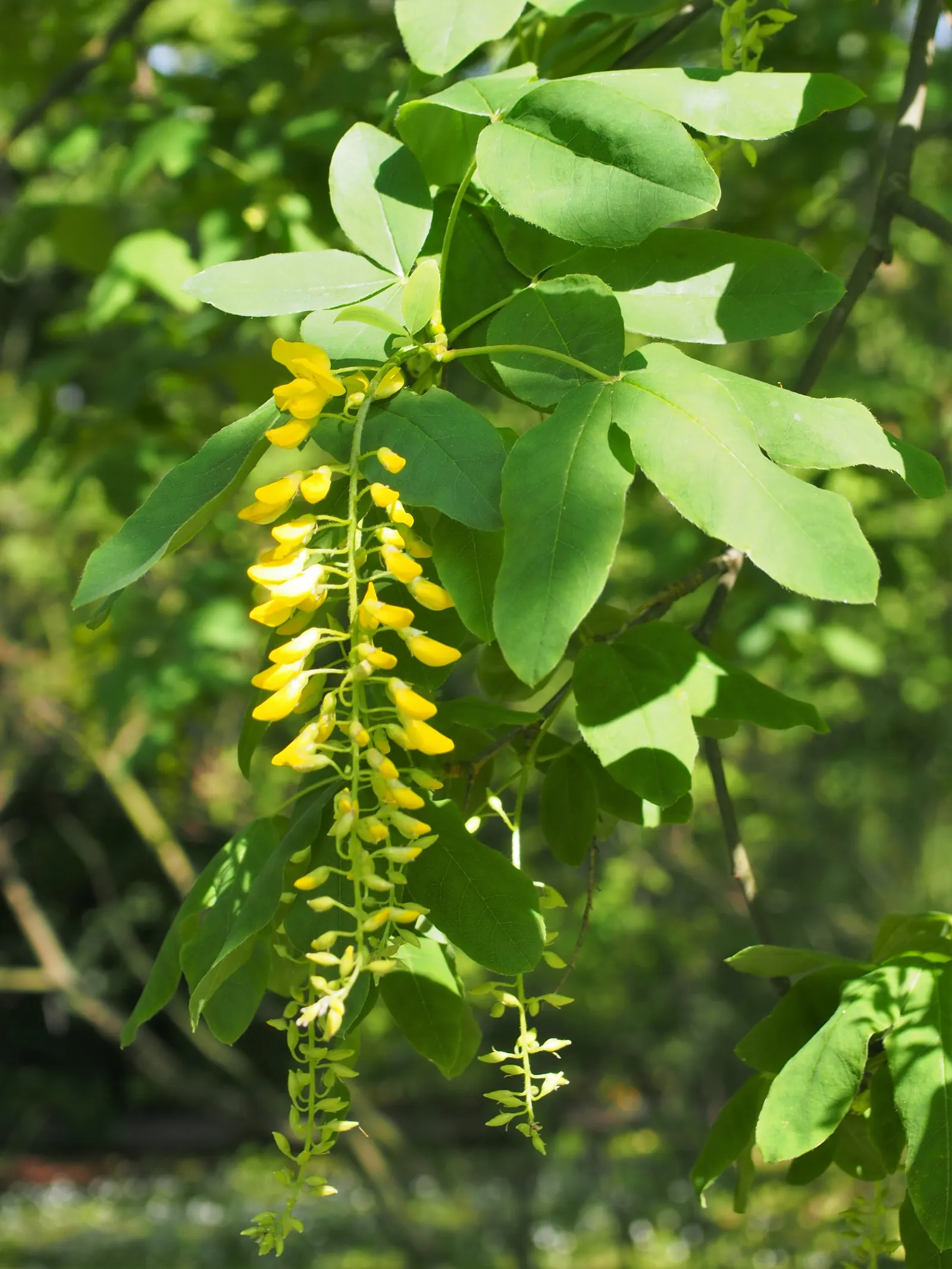 Scotch Laburnum (Laburnum Alpinum) — scientifically known as Laburnum alpinum; while relatively low maintenance