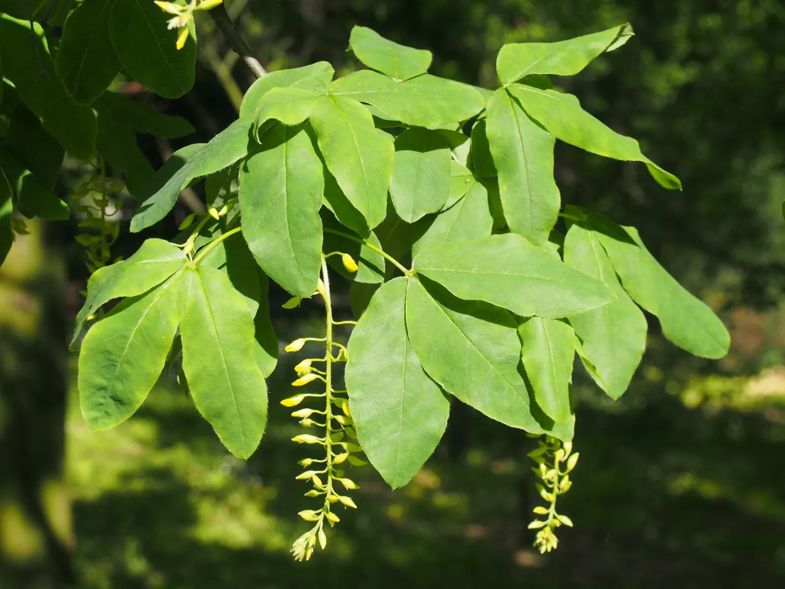 Scotch Laburnum (Laburnum Alpinum) — Thriving in well-drained soils, it requires full sun to partial shade; while relatively low maintenance